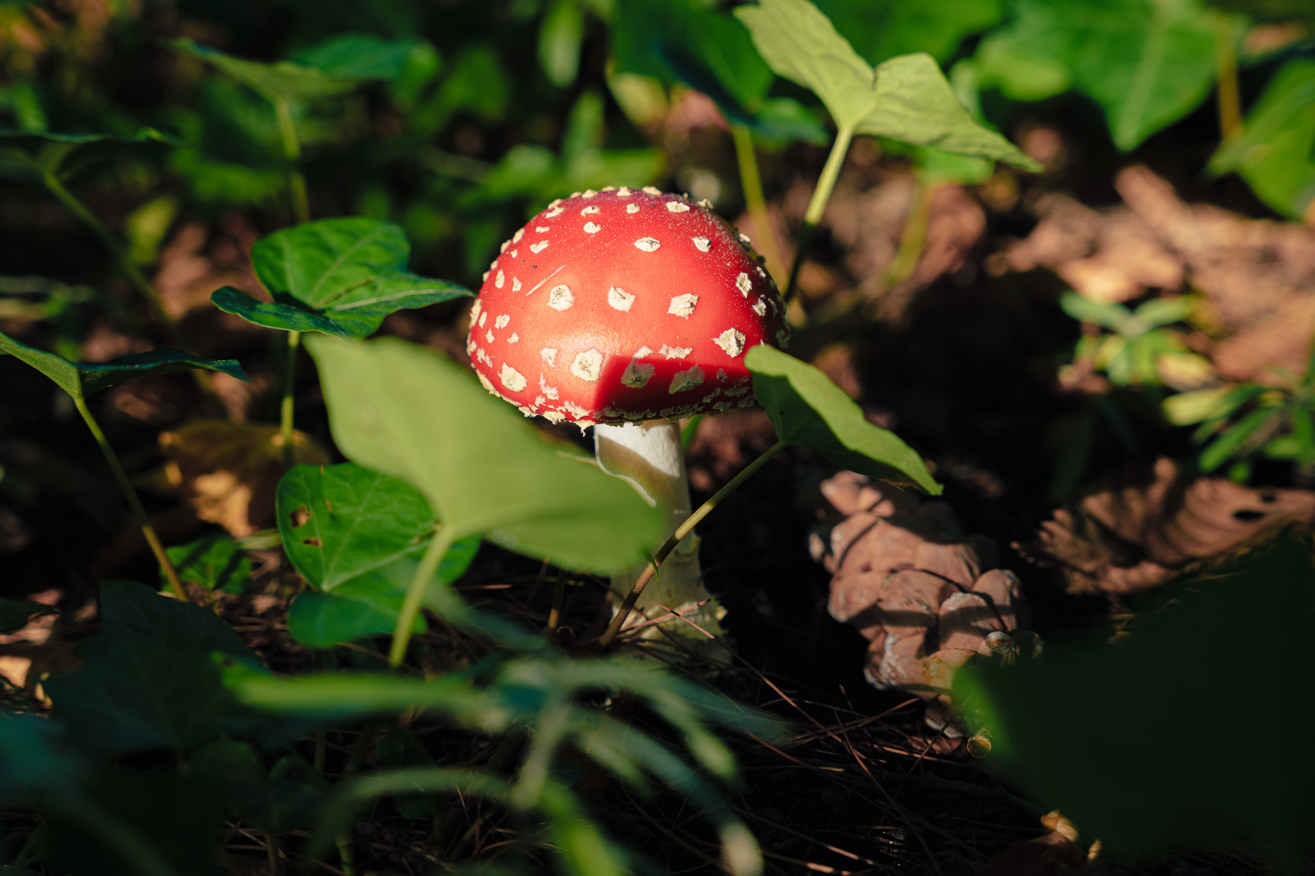 Fungi