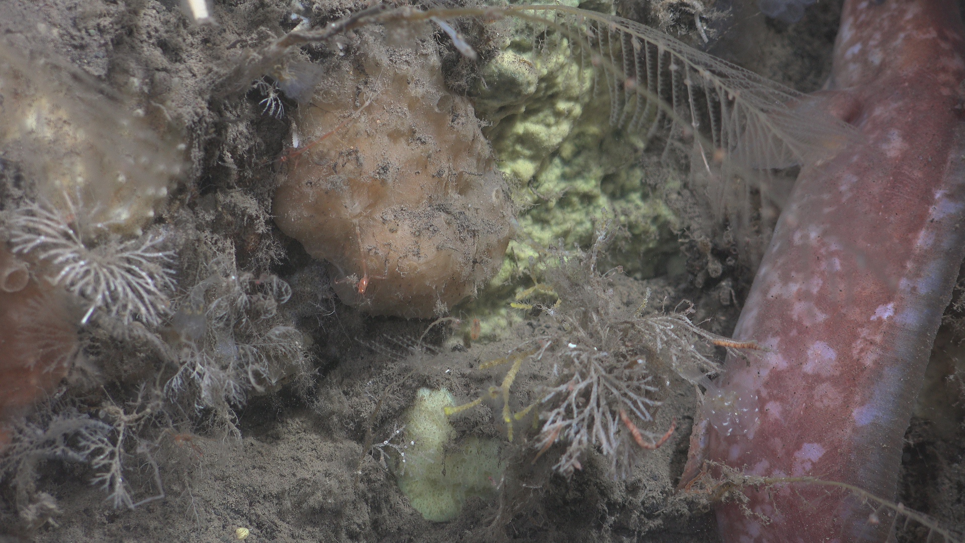 Skeleton shrimps