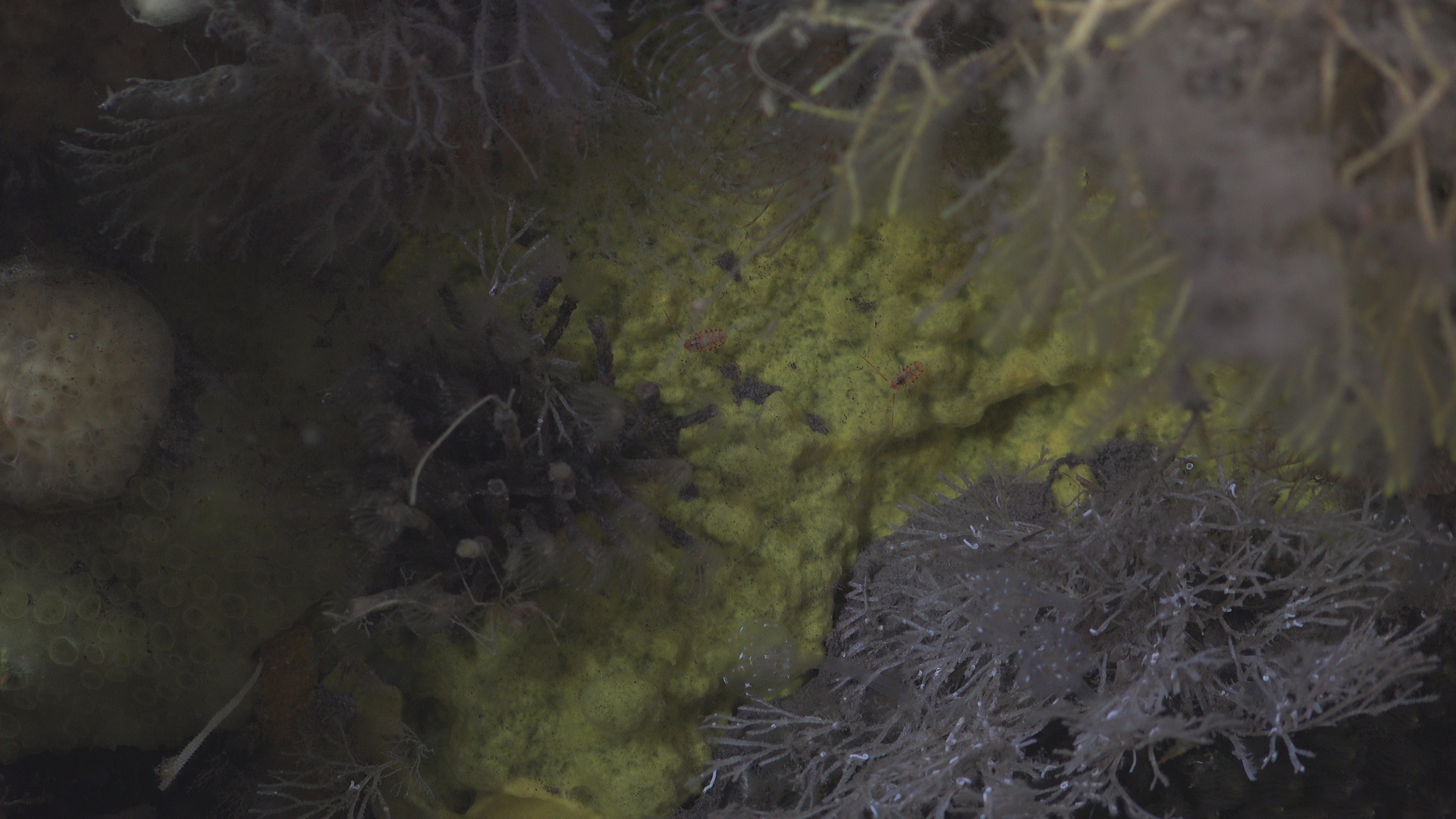 Tiny isopods on yellow sponge