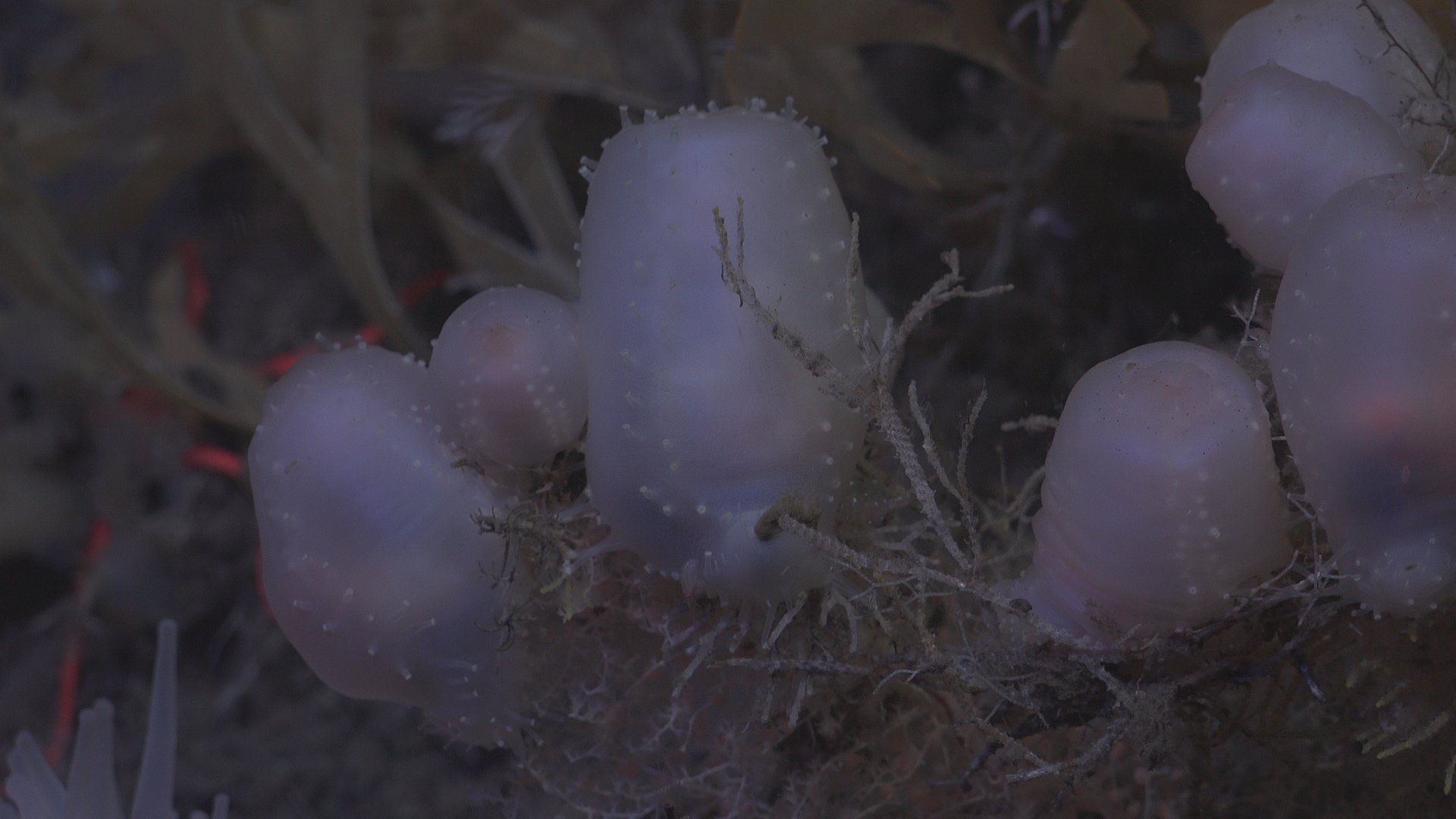 Coral-climbing sea cucumber pooping scene