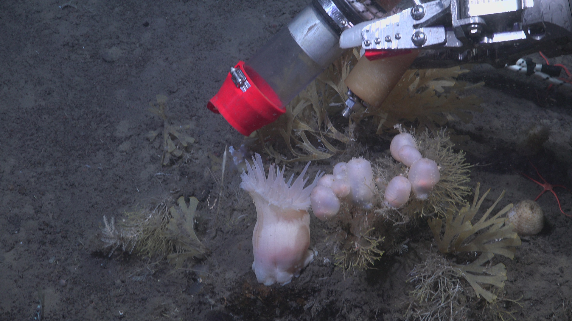 Slurping nudibranch hiding in a bryozoa bush