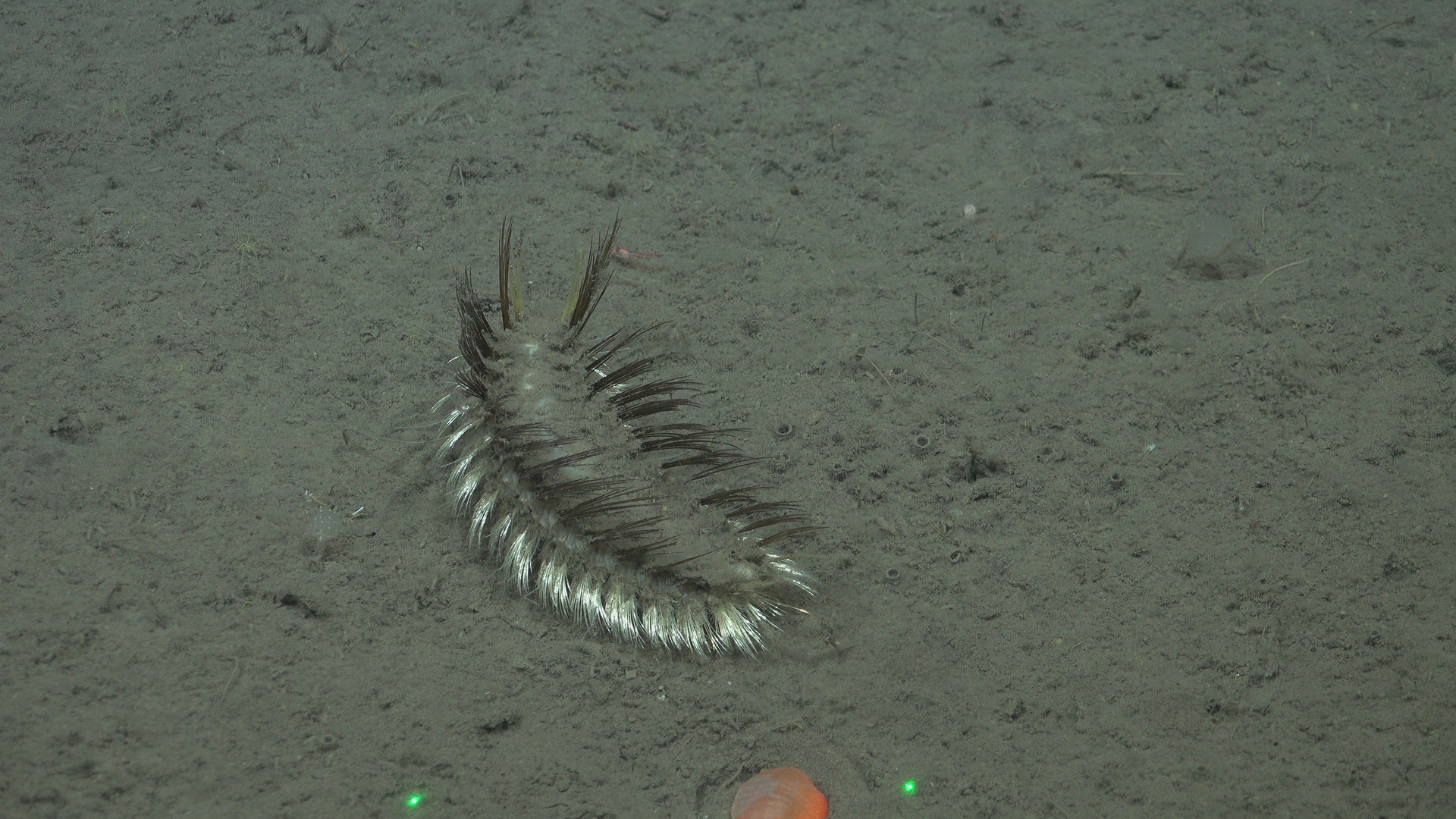 Polychaete on sediment