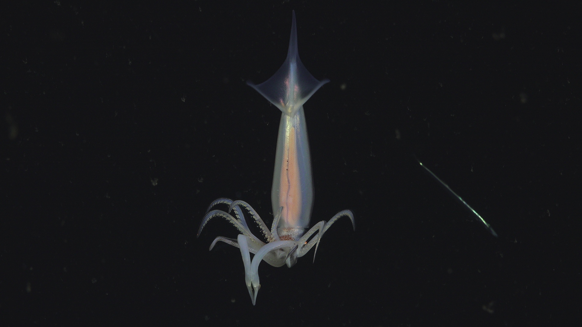 Armhook squid