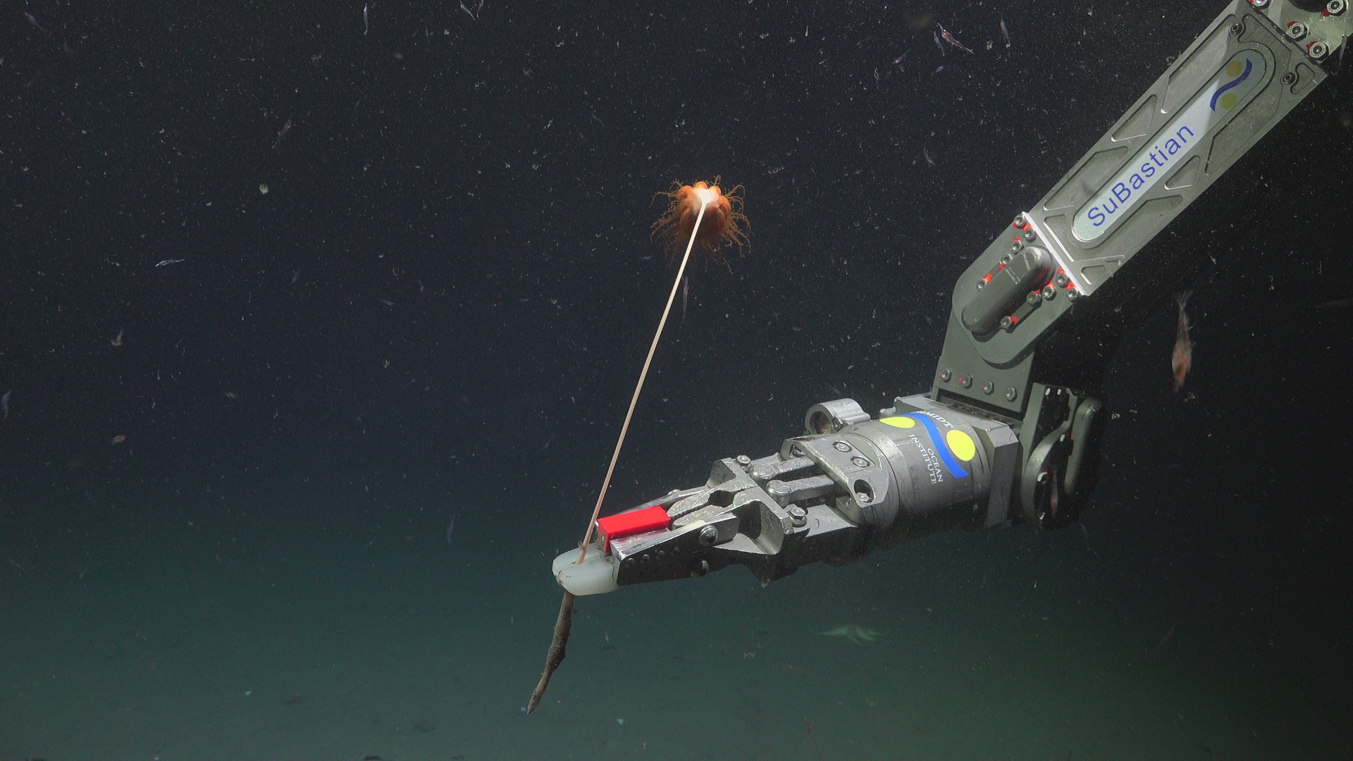 Seapen sampling