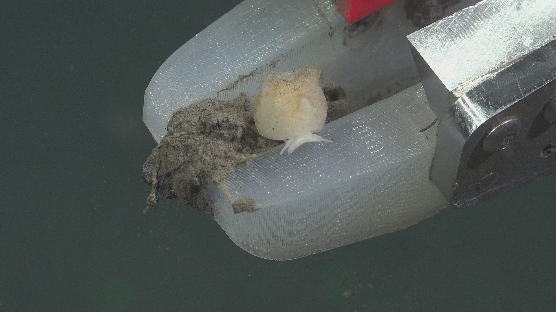 Carefully picking up tiny snail