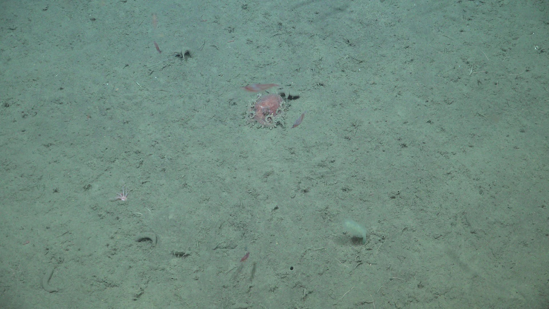 Giant antarctic octopus covered by leeches