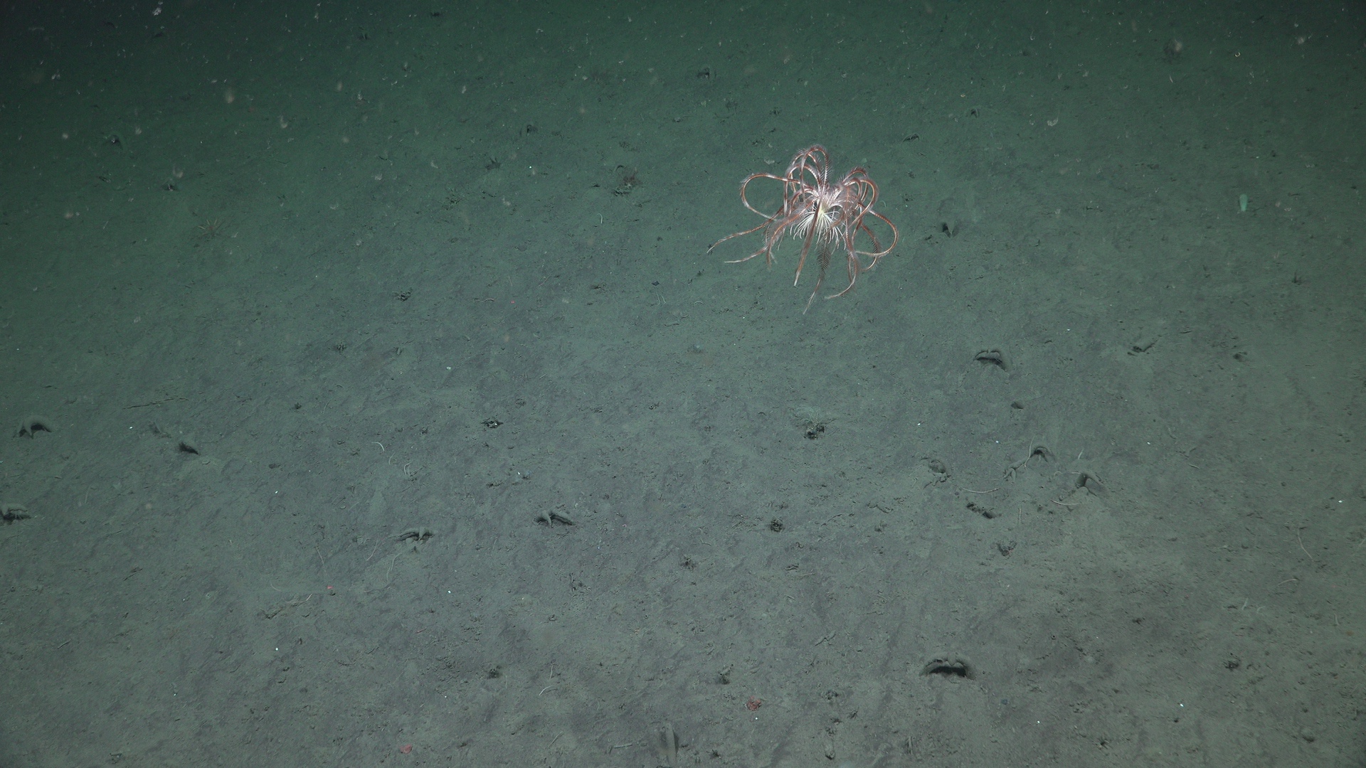 Swimming Crinoid