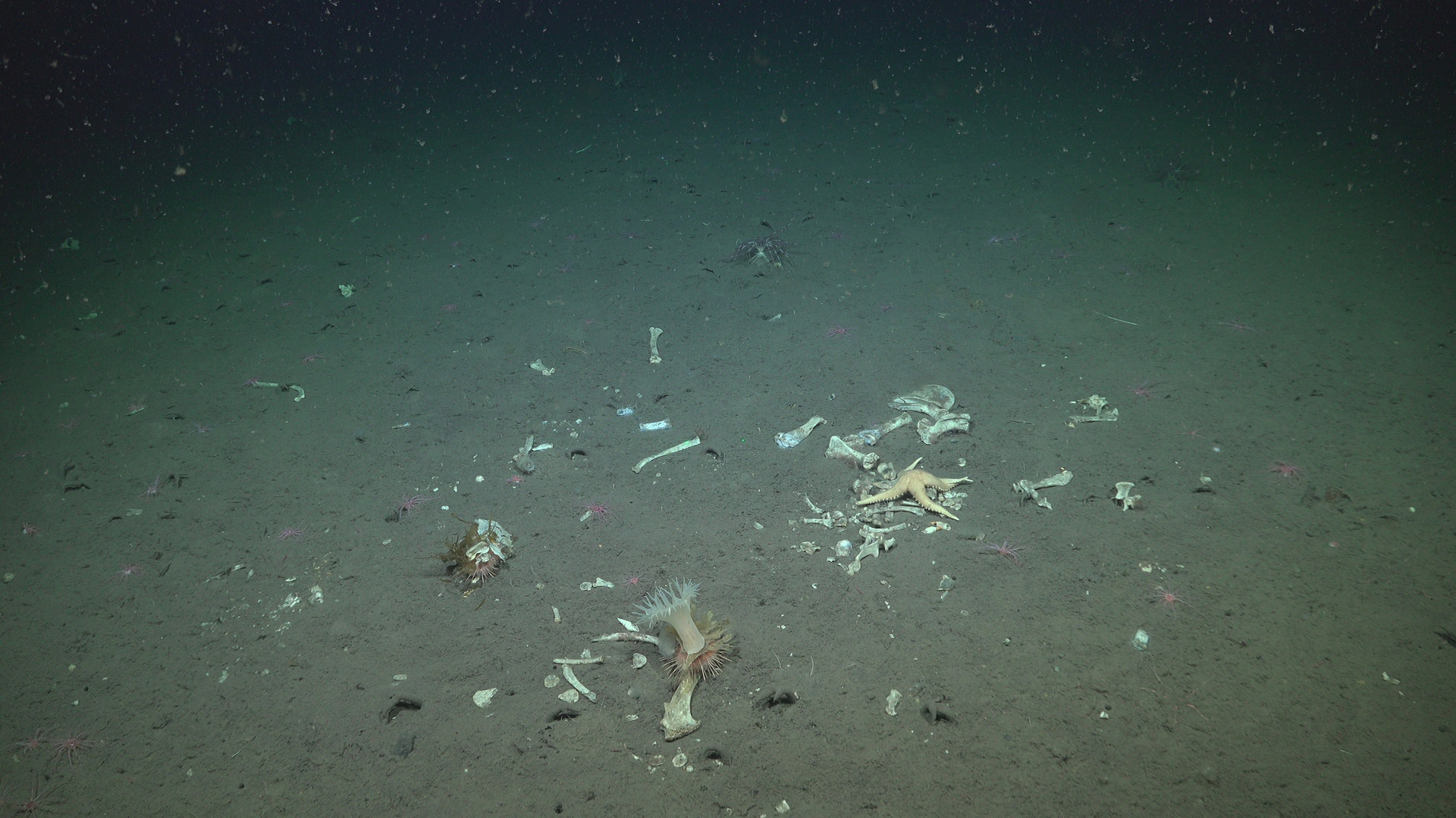 Seal fall and bone-eating worm