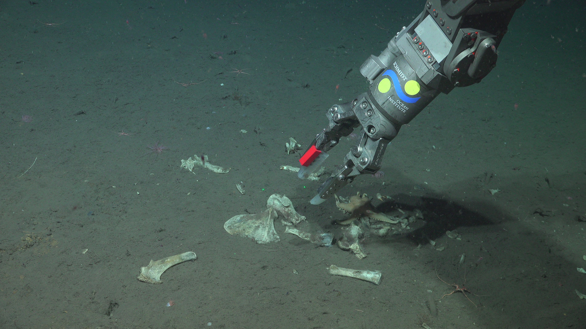 Sampling seal fall