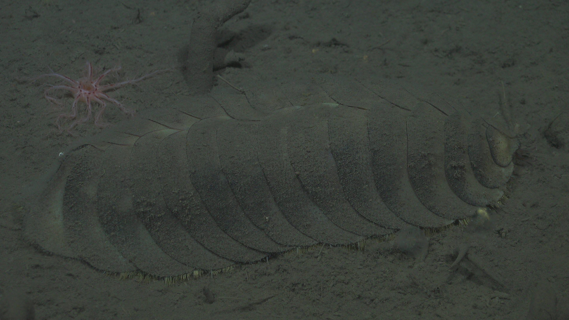 Scale worm covered by sediment