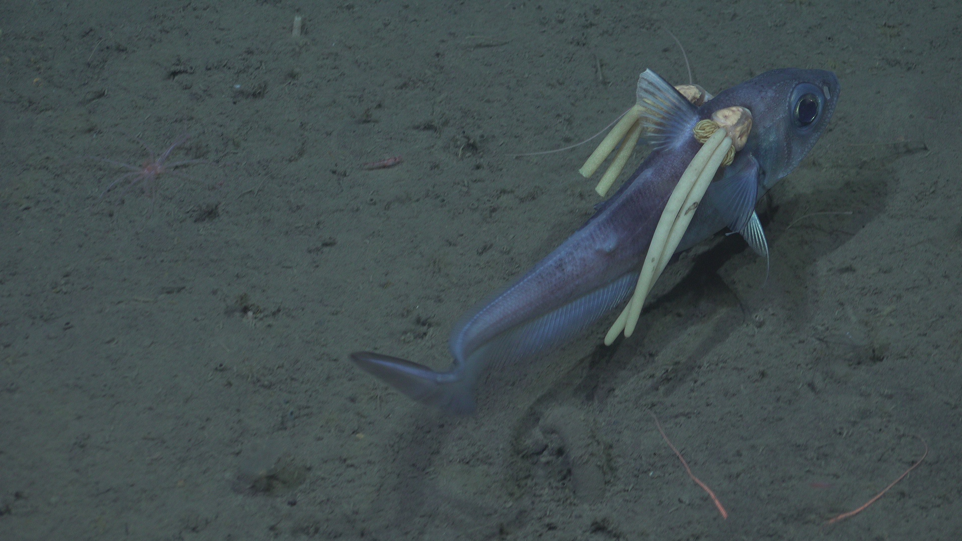 Rattail with two parasitic copepod