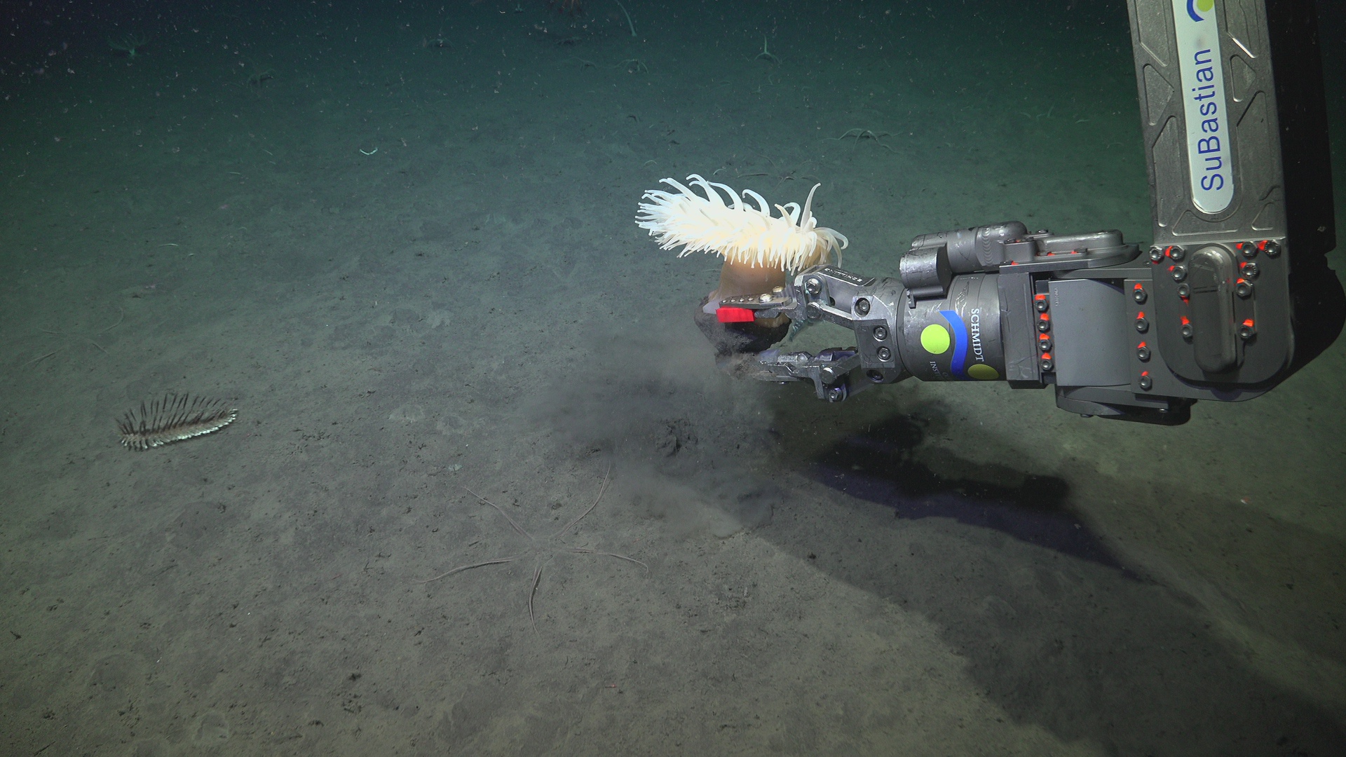 Sampling a giant white sea anemone on a rock.
