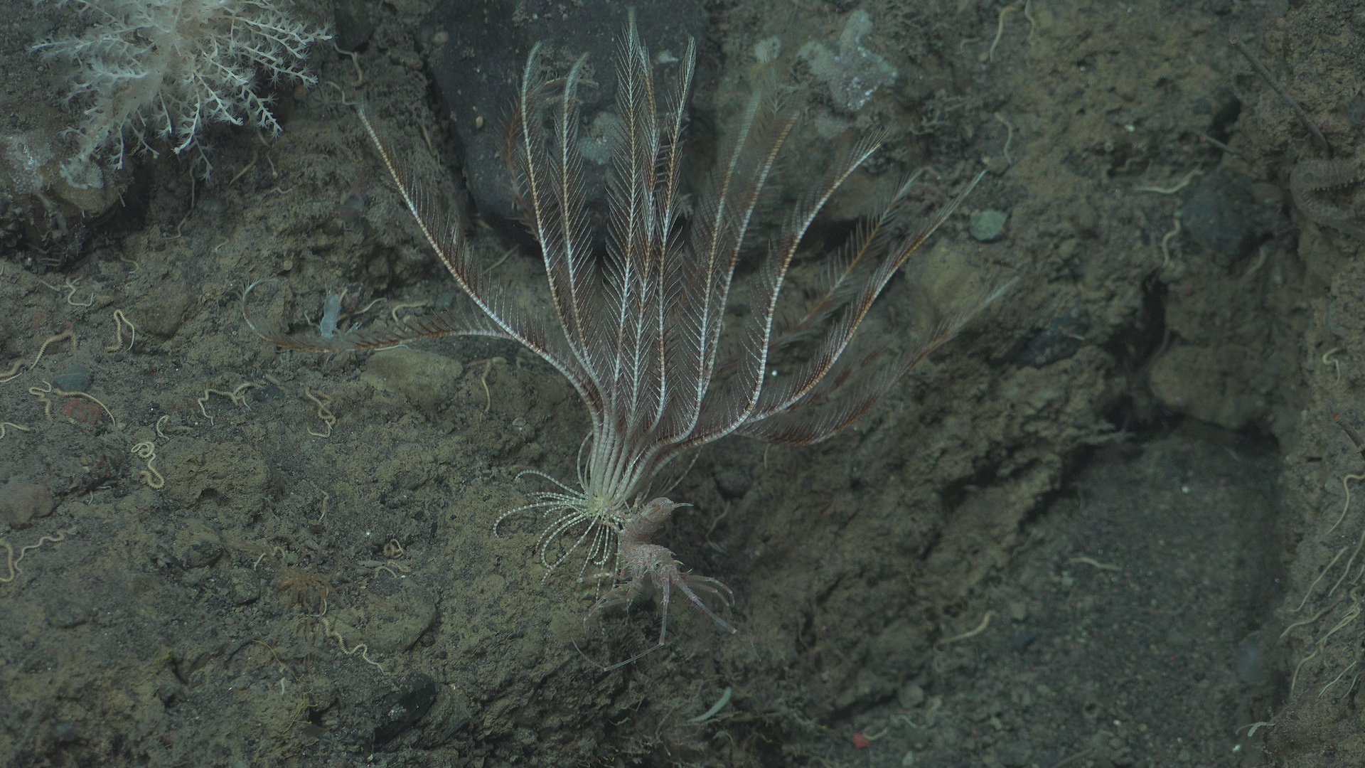 Crinoids with an isopod