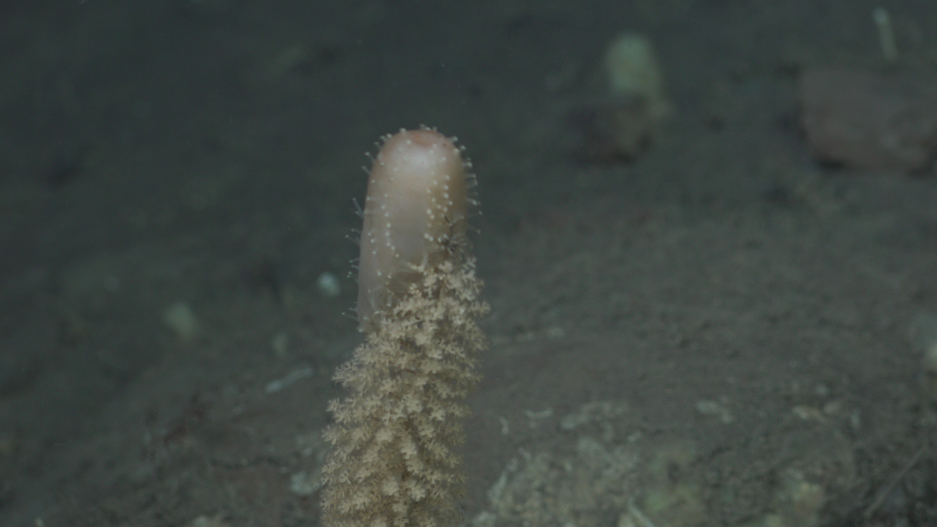 A coral-climbing sea cucumber