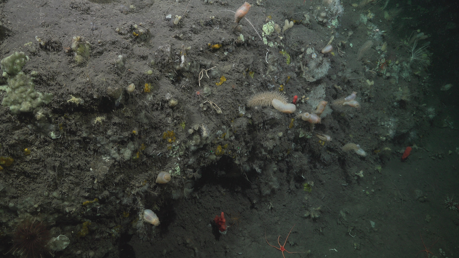 More coral-climbing sea cucumber