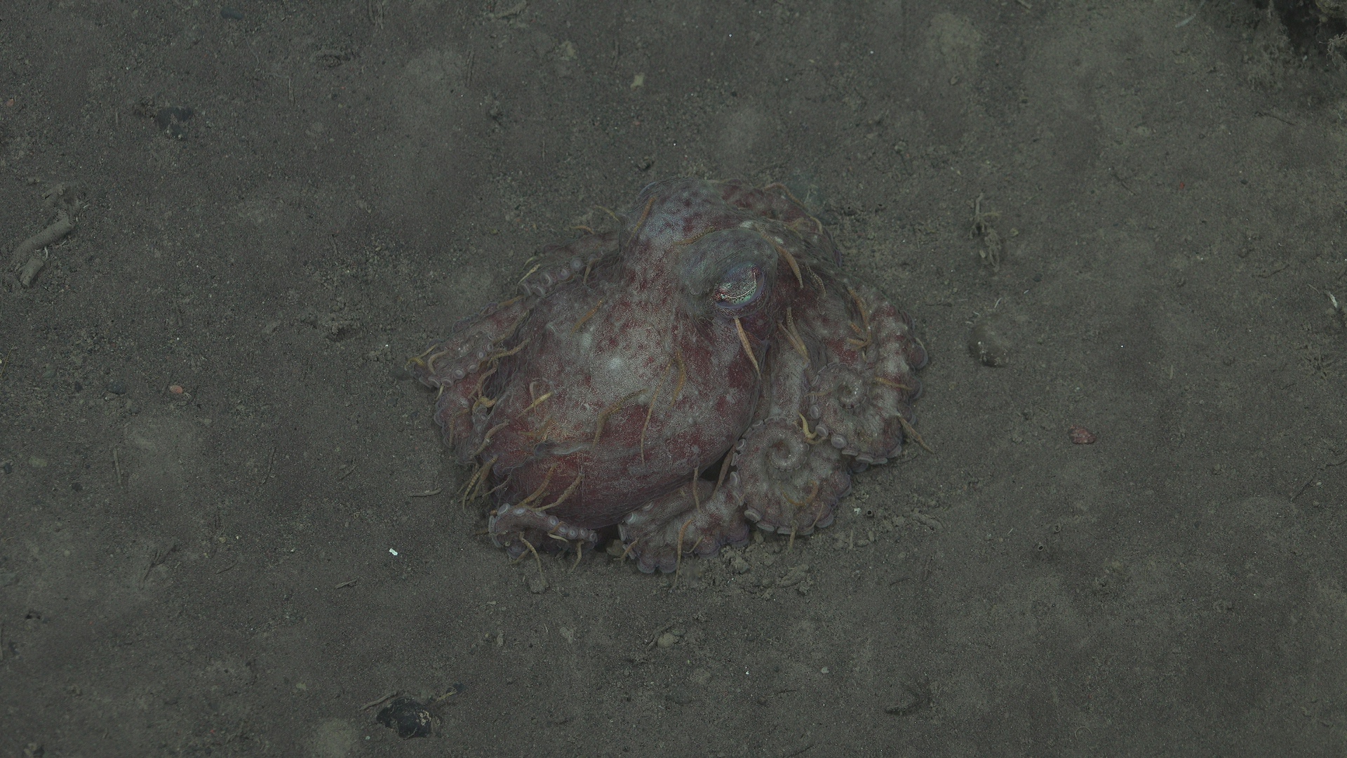 An unpleasant octopus covered by leeches