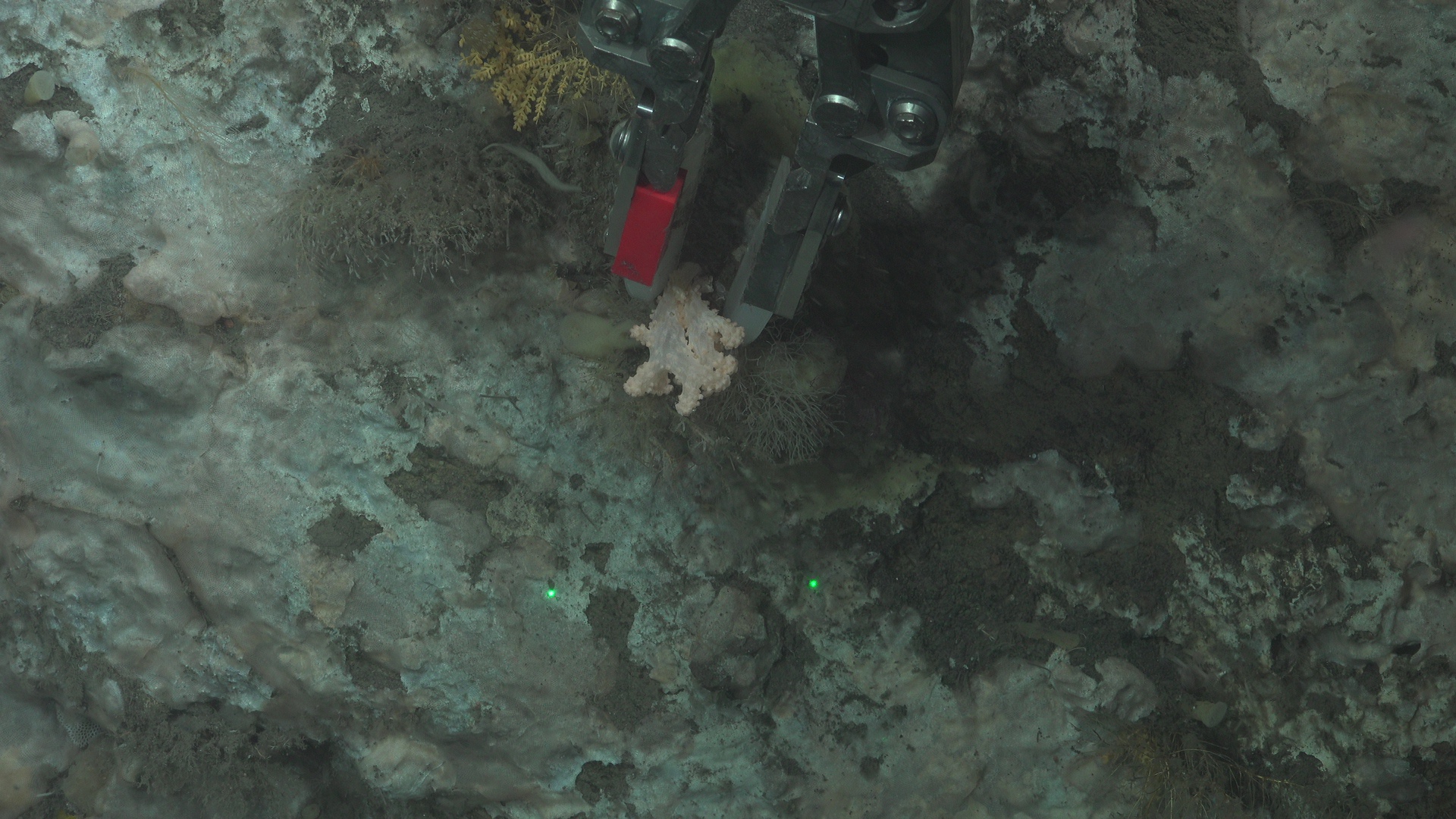 Coral pulled all polyps as arm touched it
