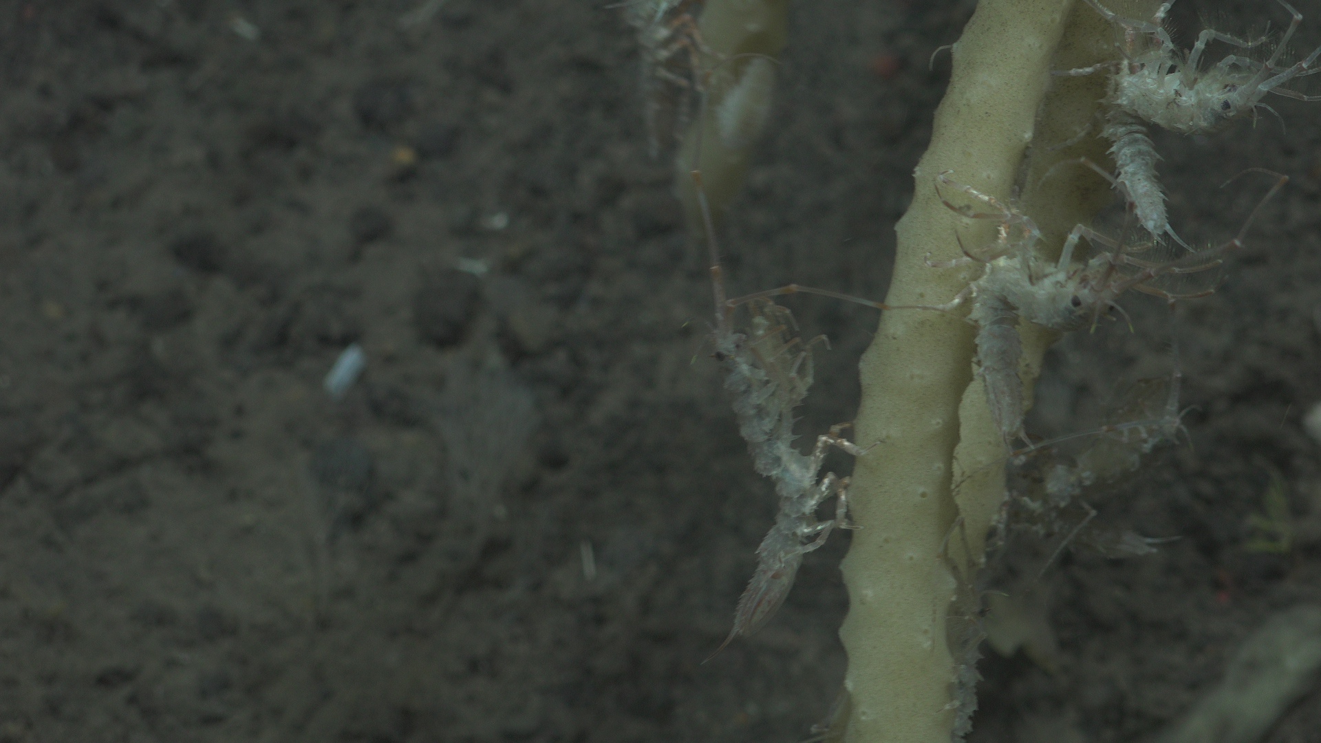 Isopods throwing a party on a yellow sponge