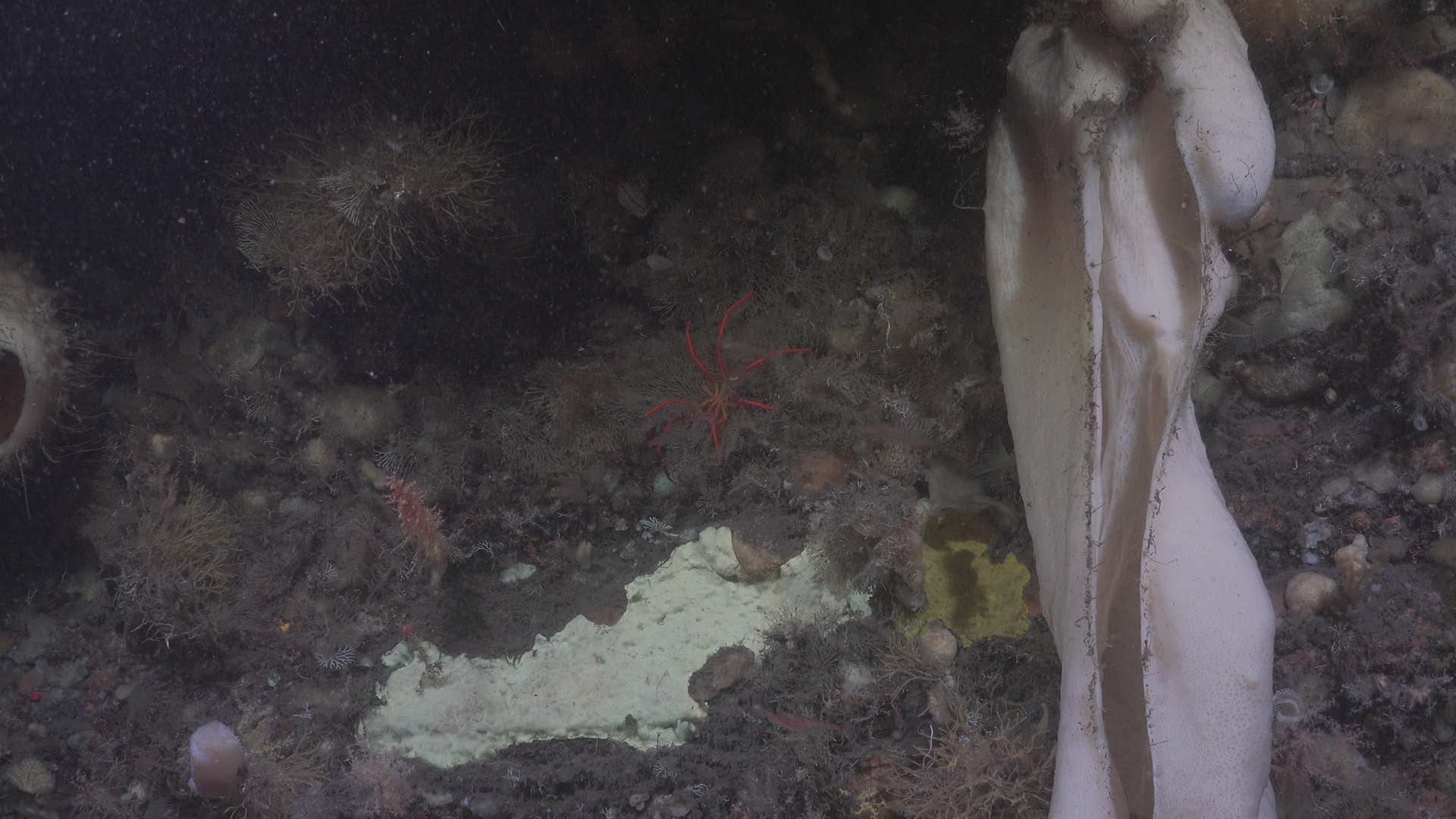 Huge sponge and red sea spider