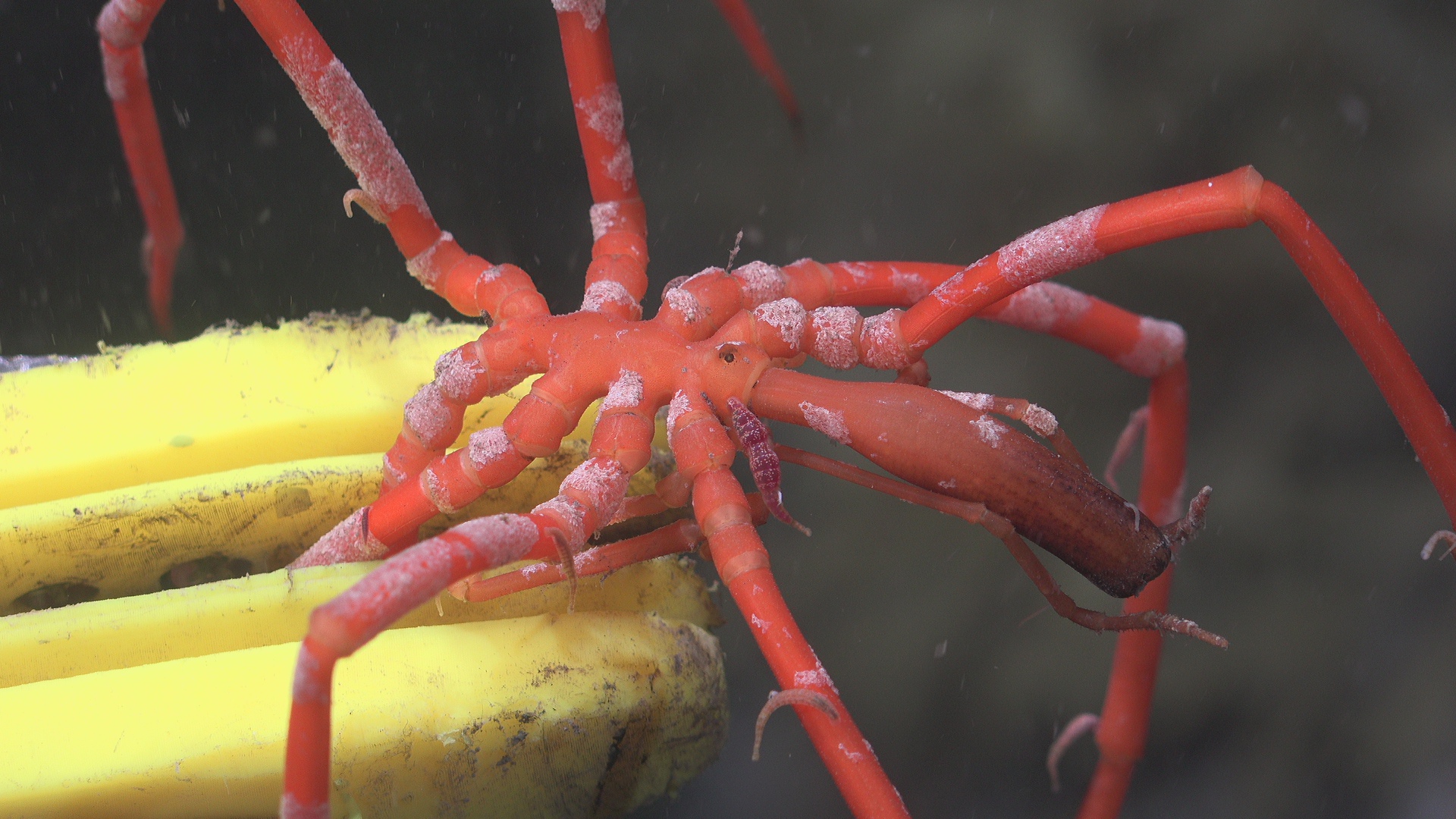 Catching a sea spider with leeches attached