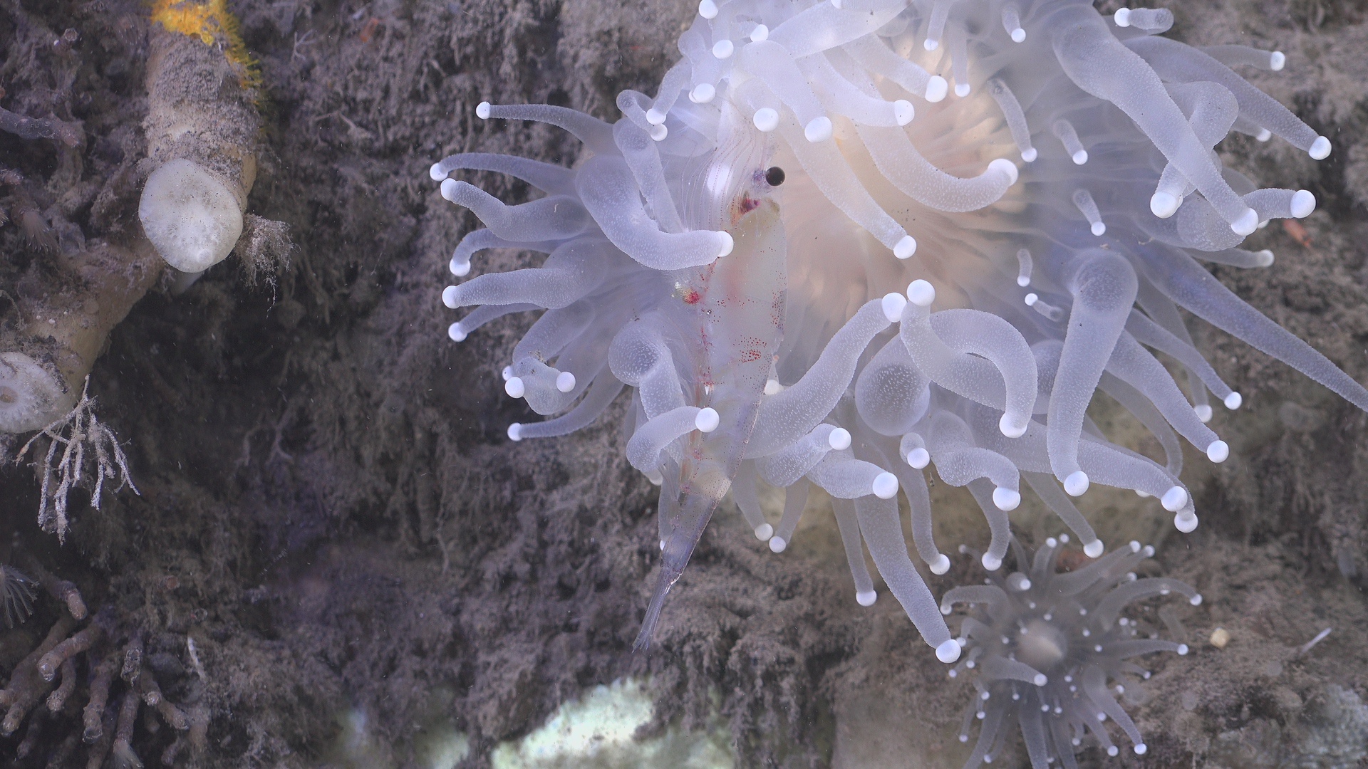Sea anemone kills a krill