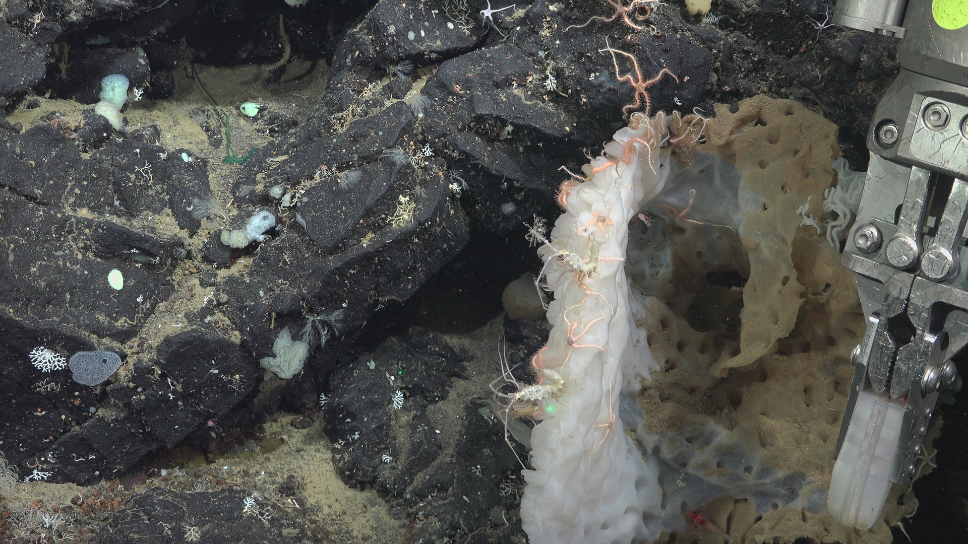 Brittle star and isopods having party on a sponge