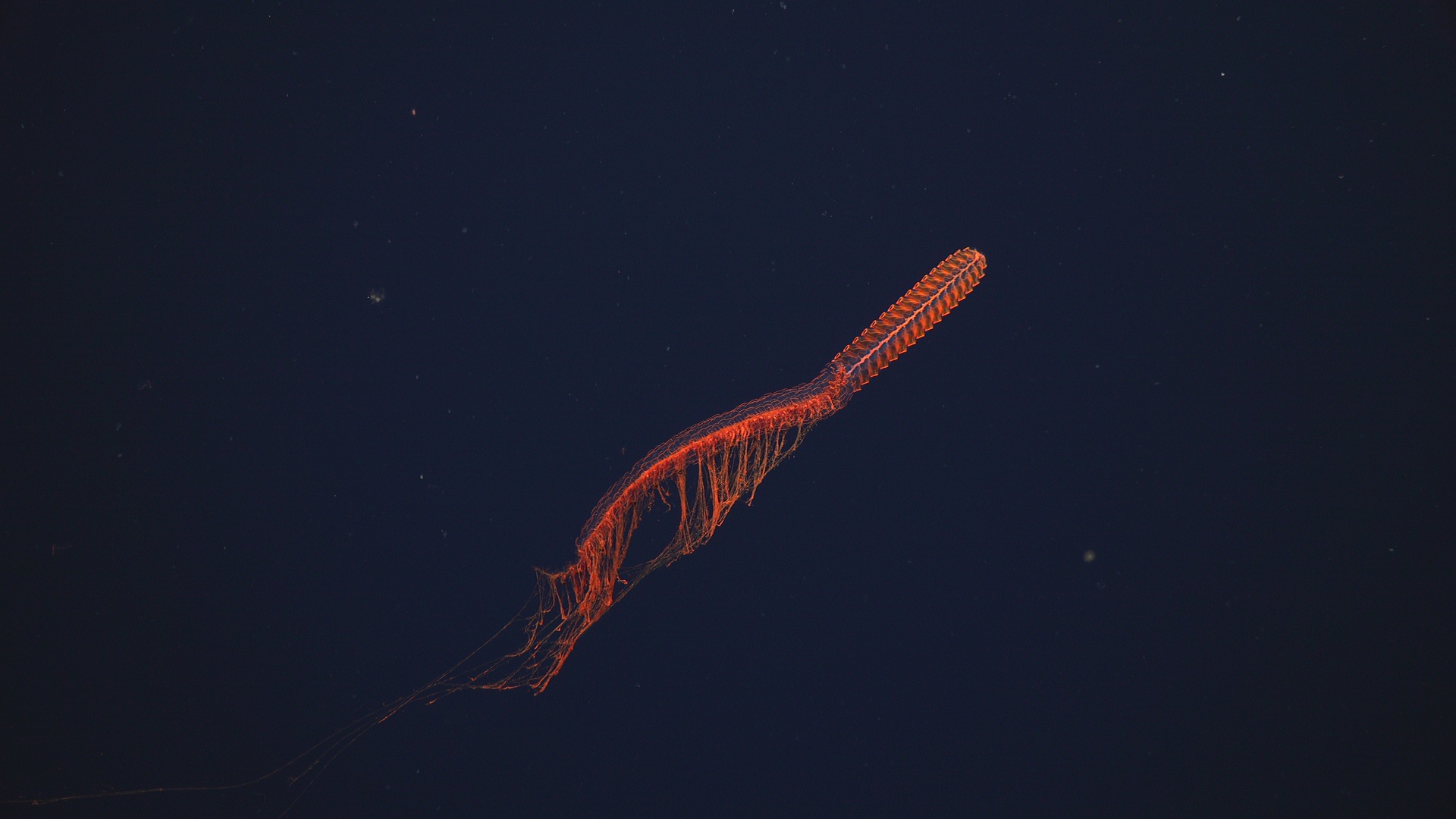 Inferno Siphonophore