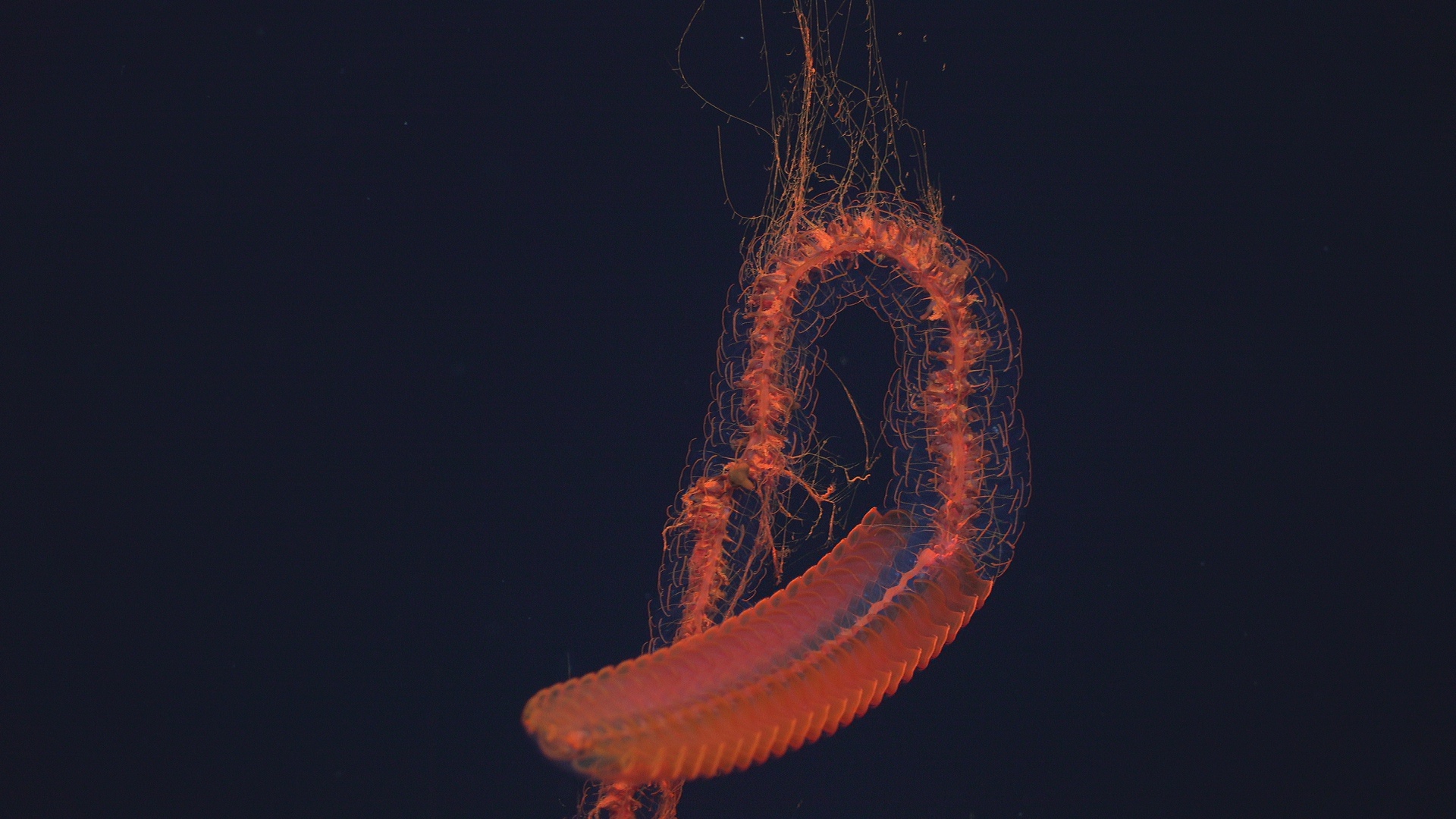 Inferno Siphonophore II