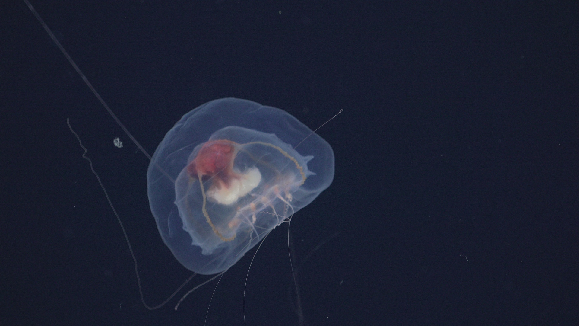 Jellyfish