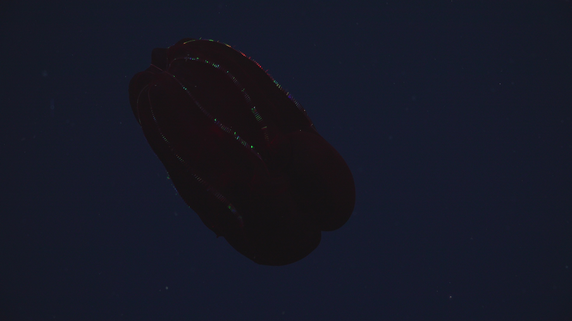 Ctenophore