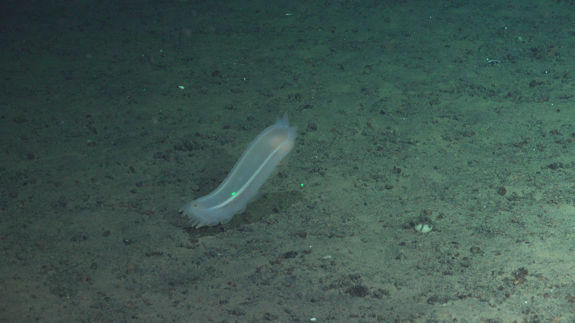 Swimming sea cucumber