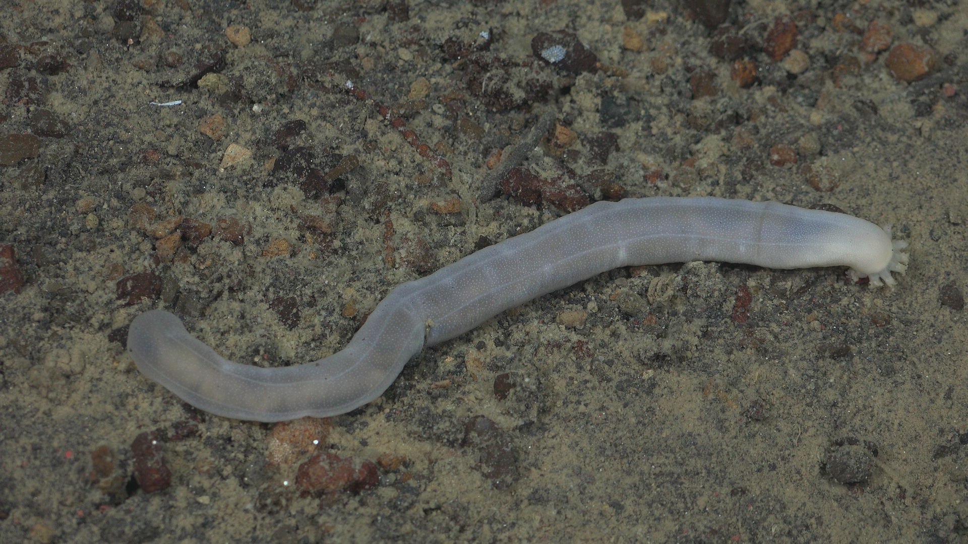 Isopod and sea cucumber