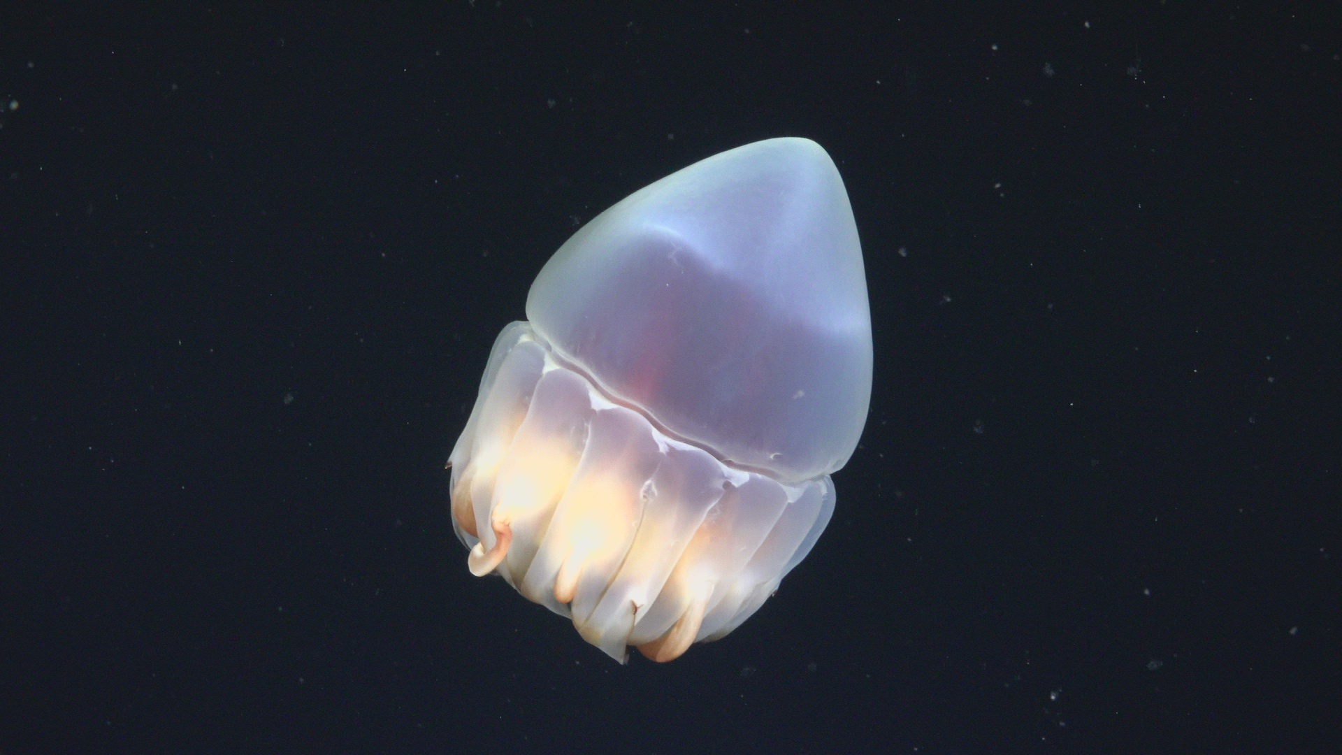 Helmet jelly fish