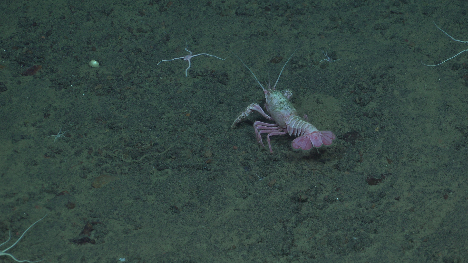 Lobster, sea cucumber, and urchin
