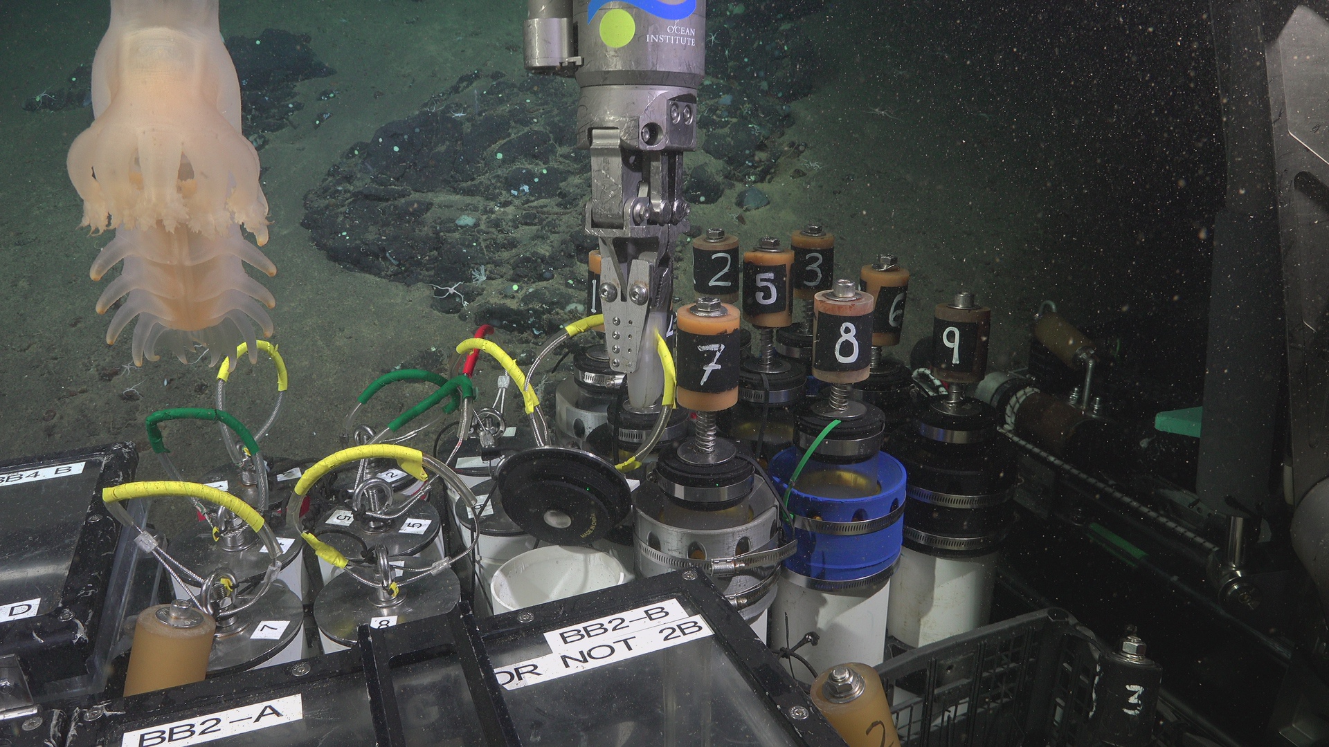 Sea cucumber flying to camera