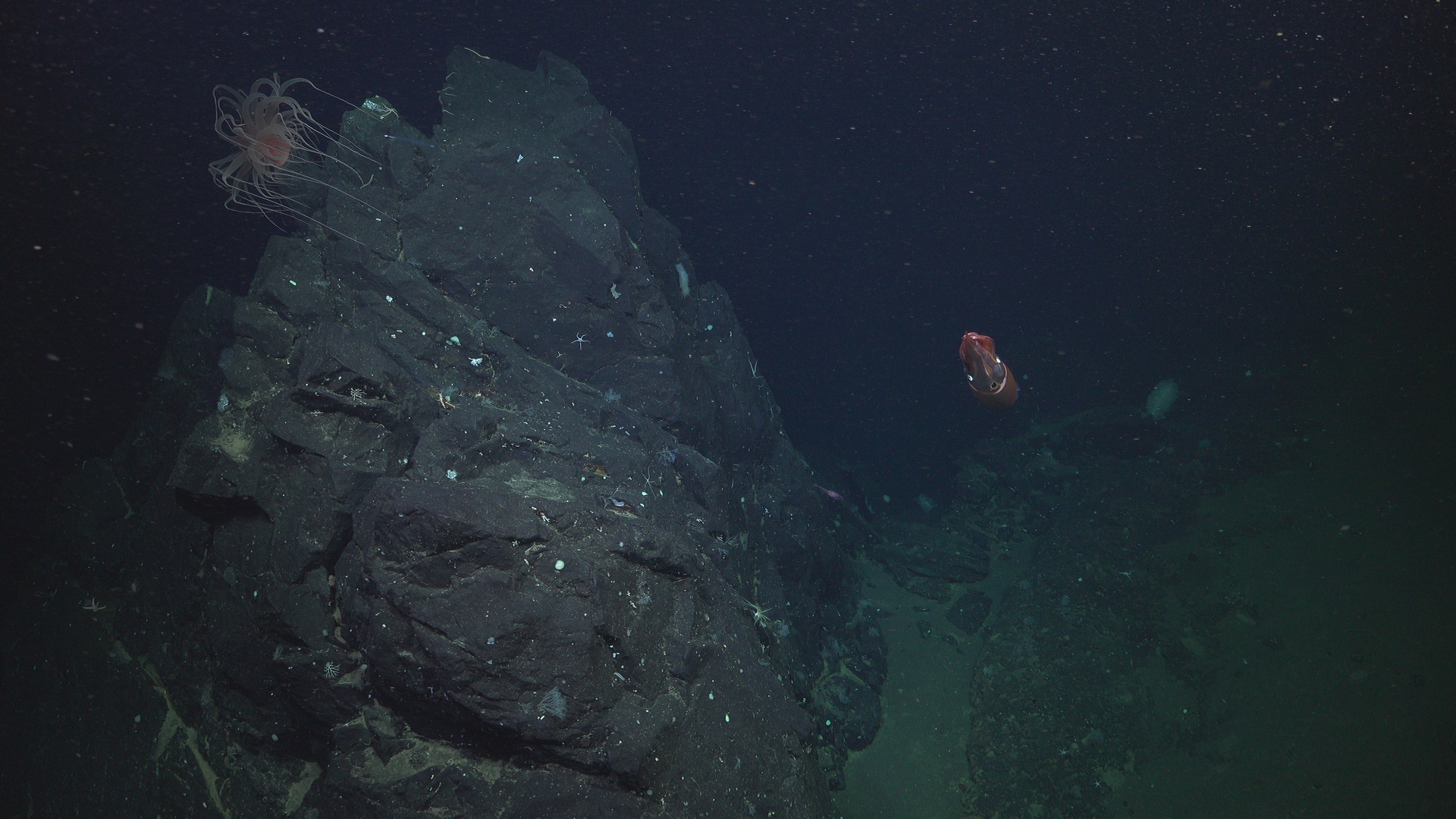 Curious squid showing up during photogrametry