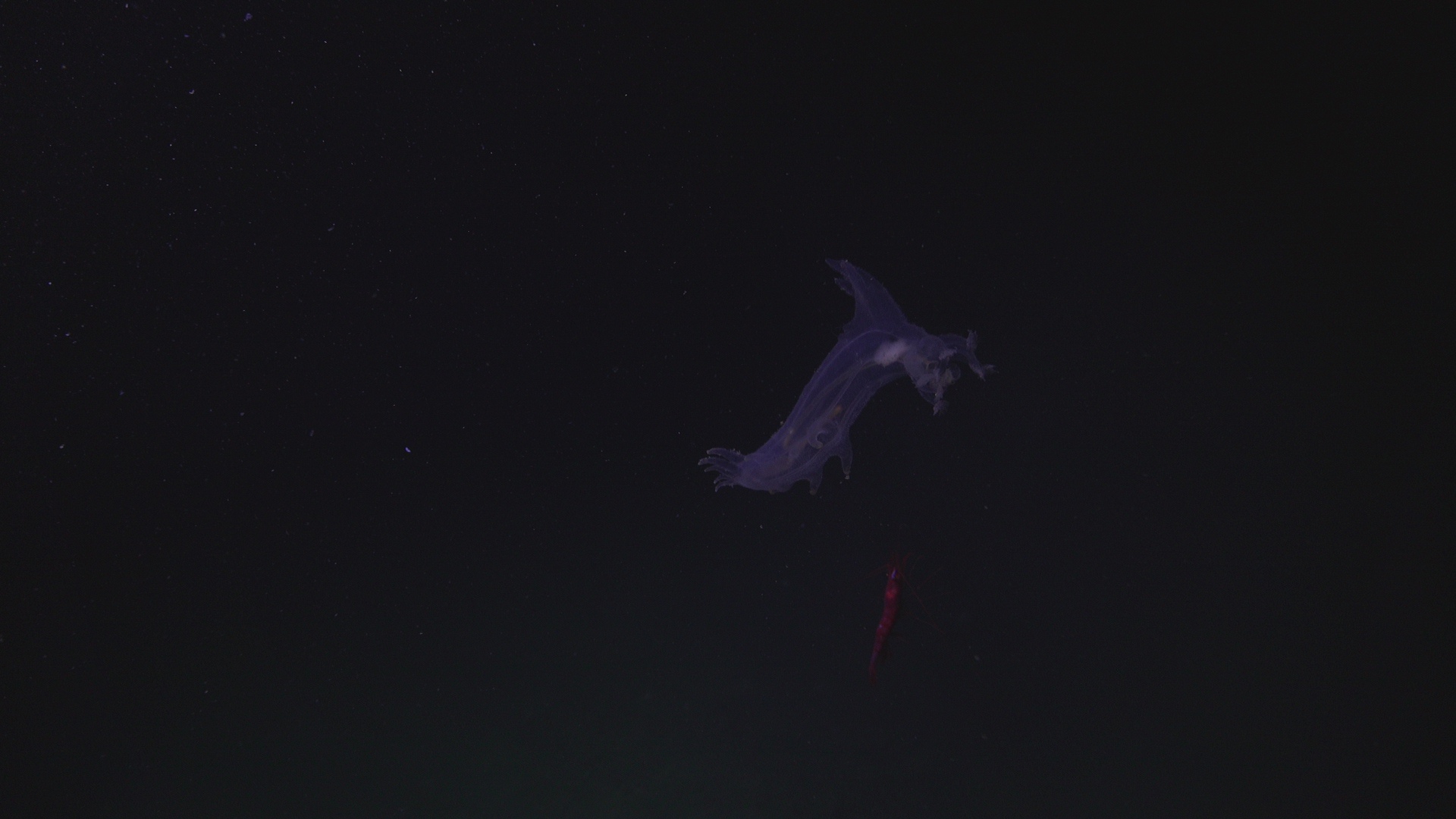 Swimming sea cucumber and curious squid