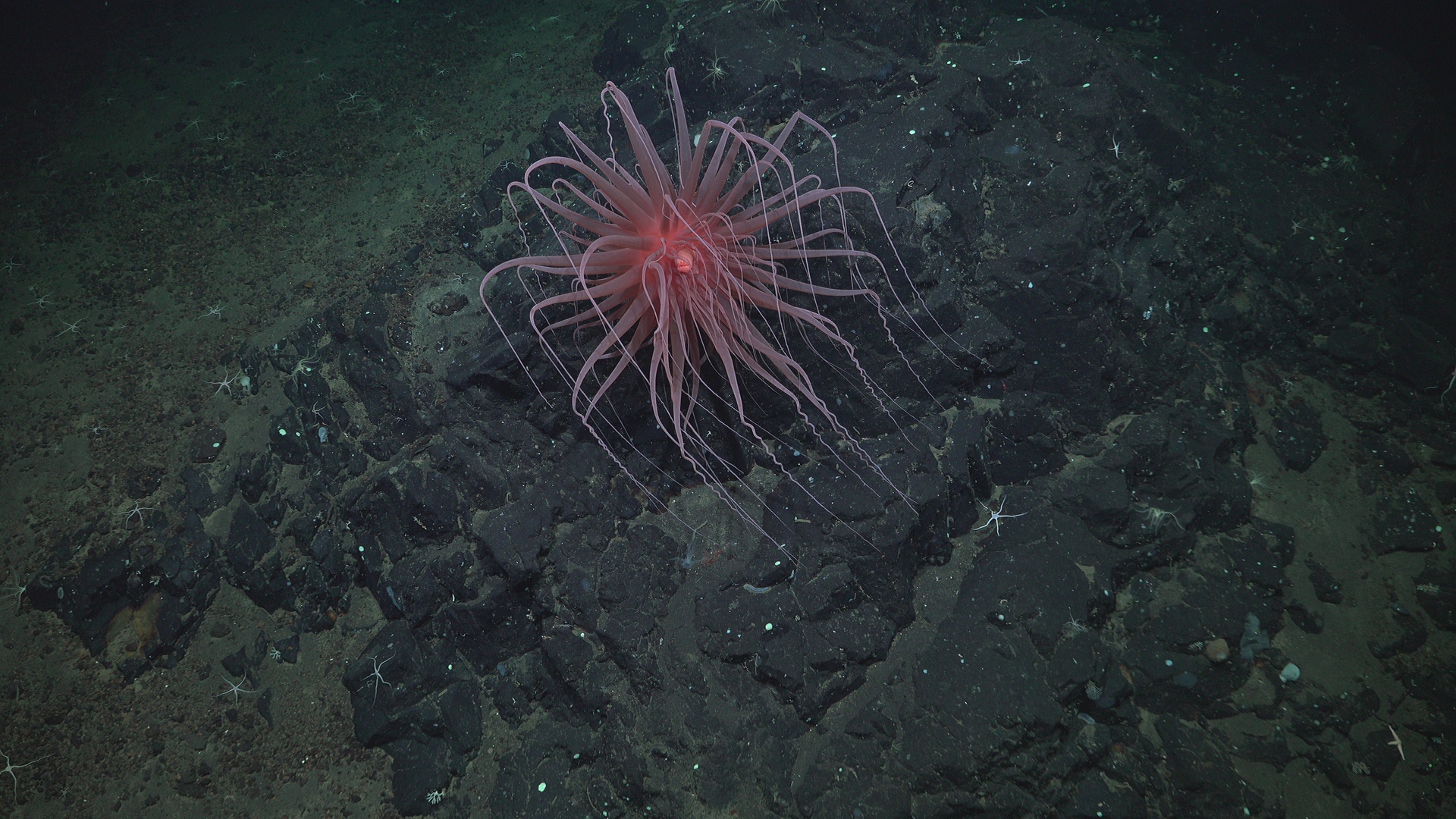 Pink anemone