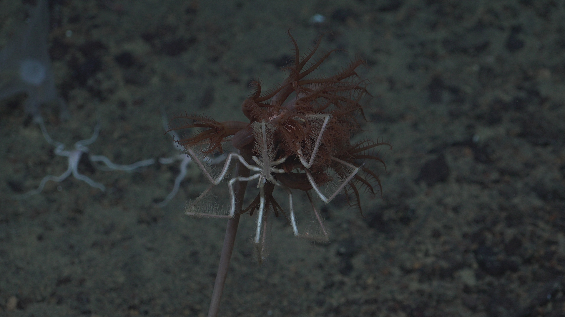 Sea spider holding on a seapen