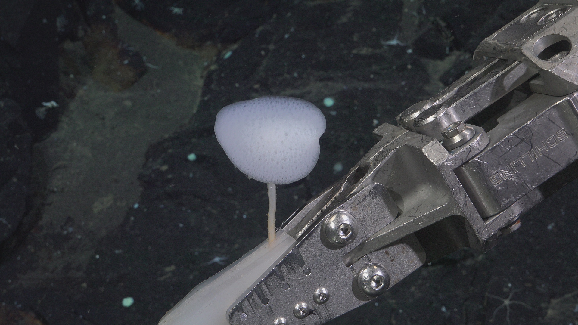 White lollipop sponge