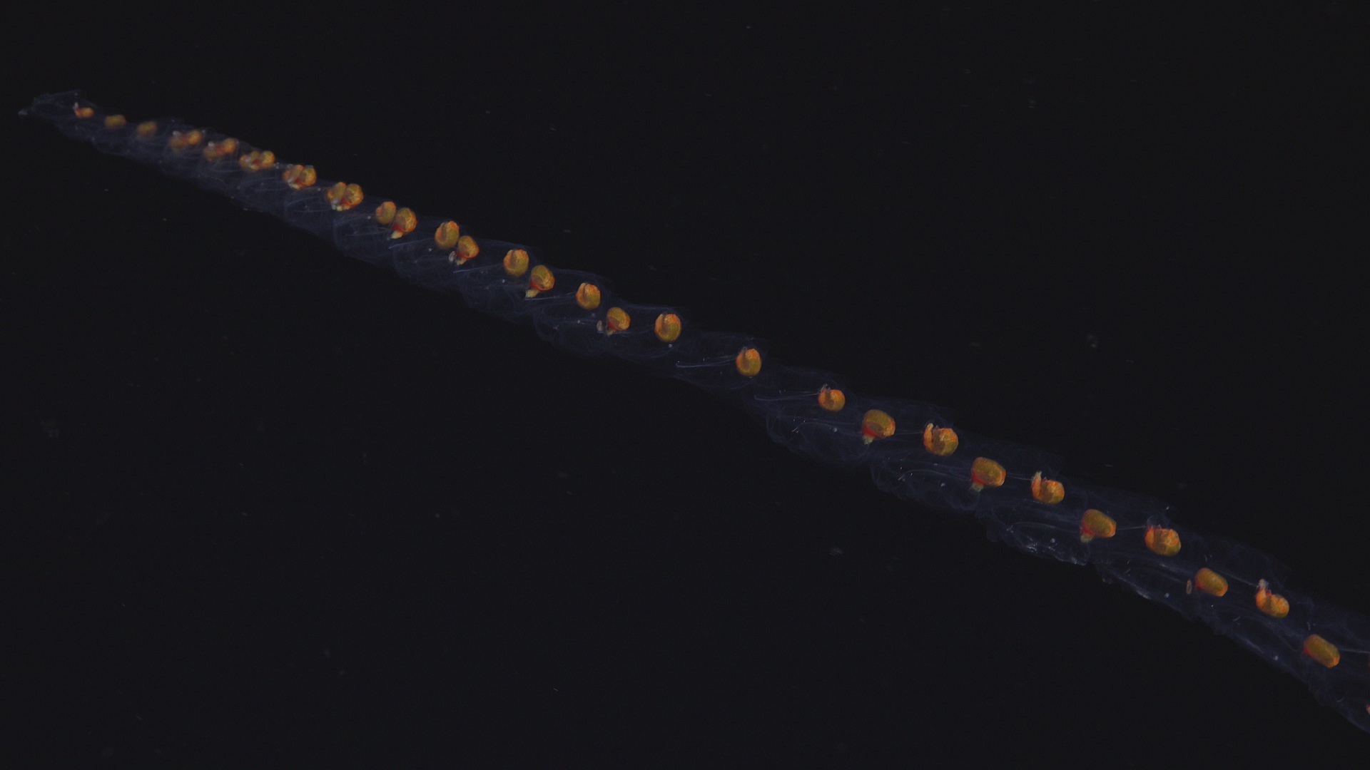 Salp