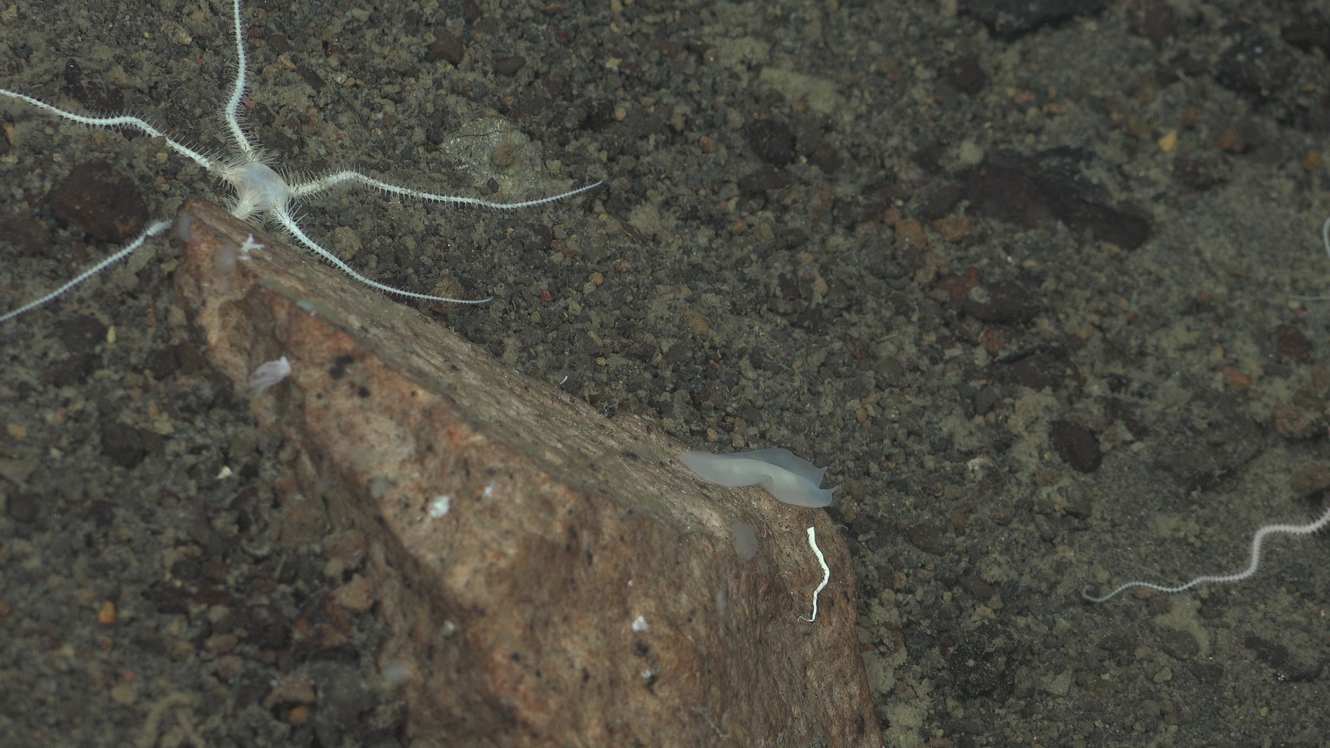 White flatworm