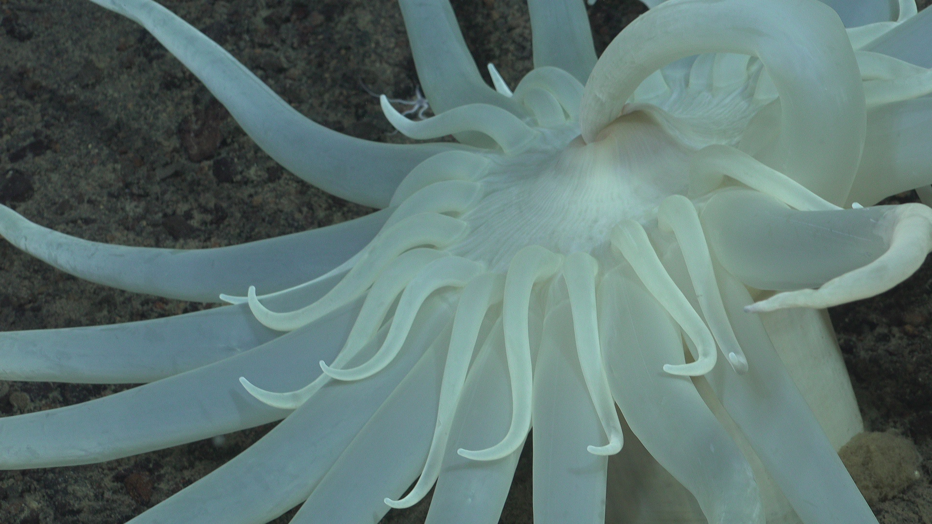 White anemone with one arm in mouth