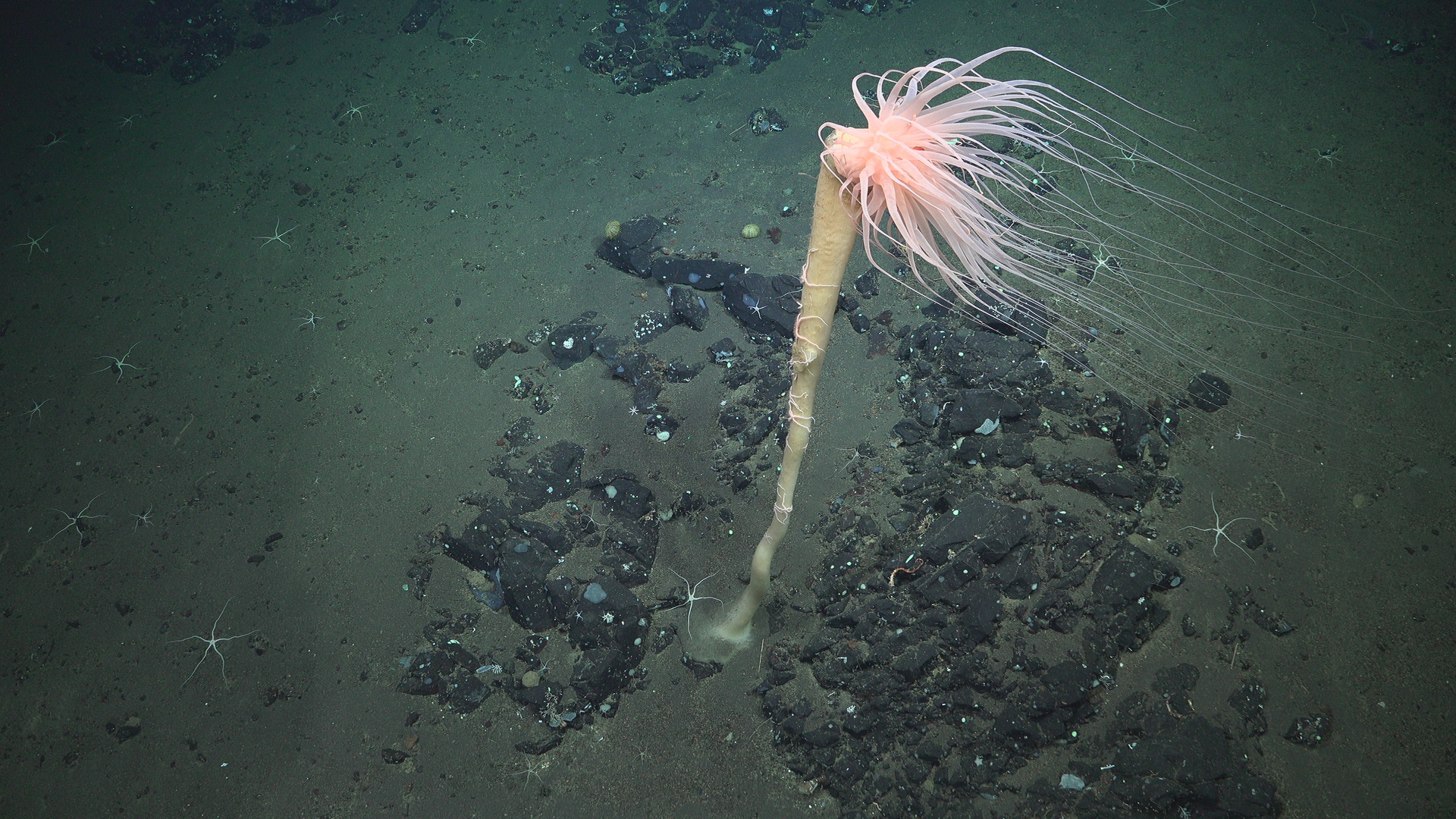 An anemone on a stalked sponge