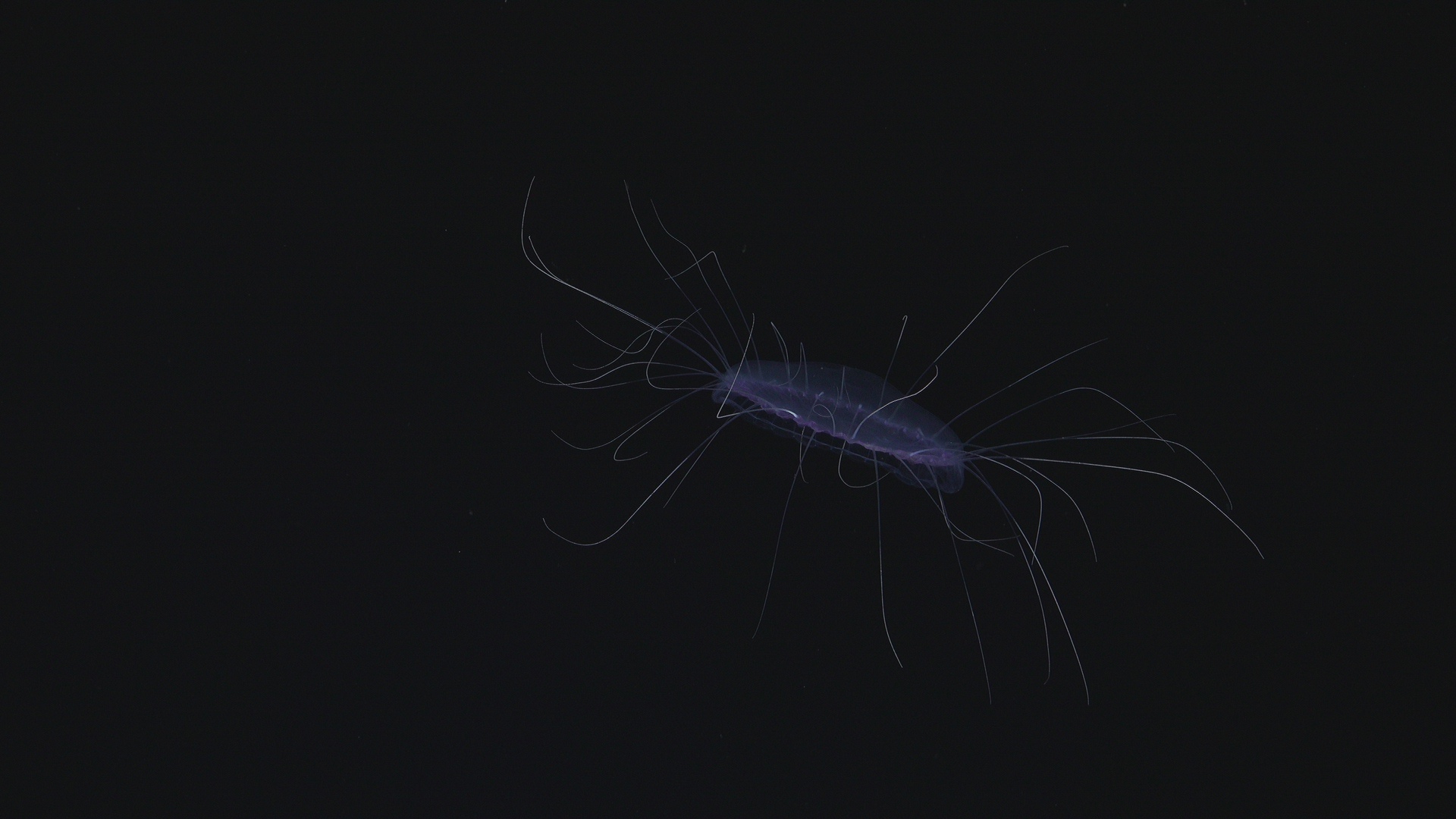 Dinner plate jellyfish