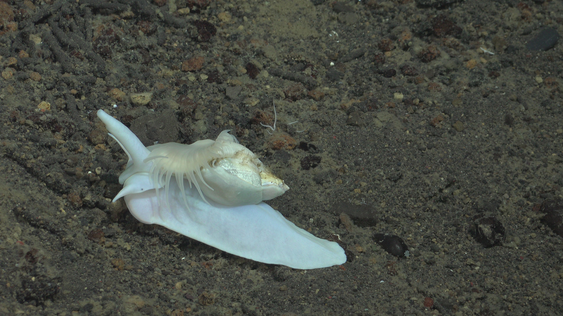 White gastropod with anemone attached to the shell