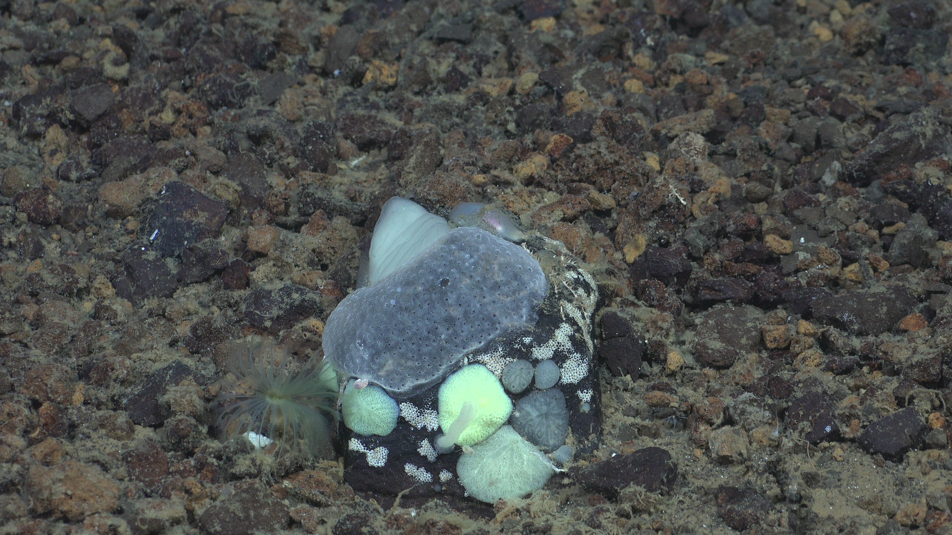 Nice rock with lots of stuff attached