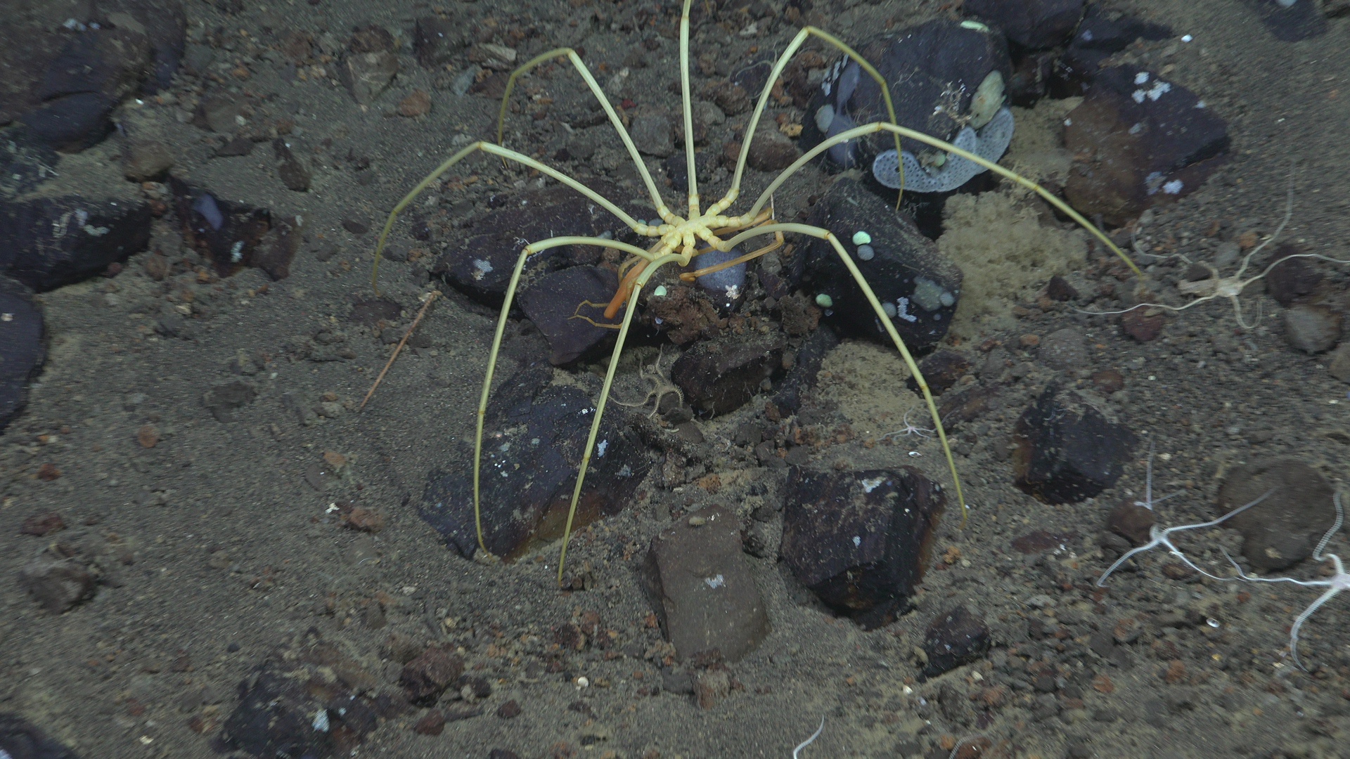 Sea spider