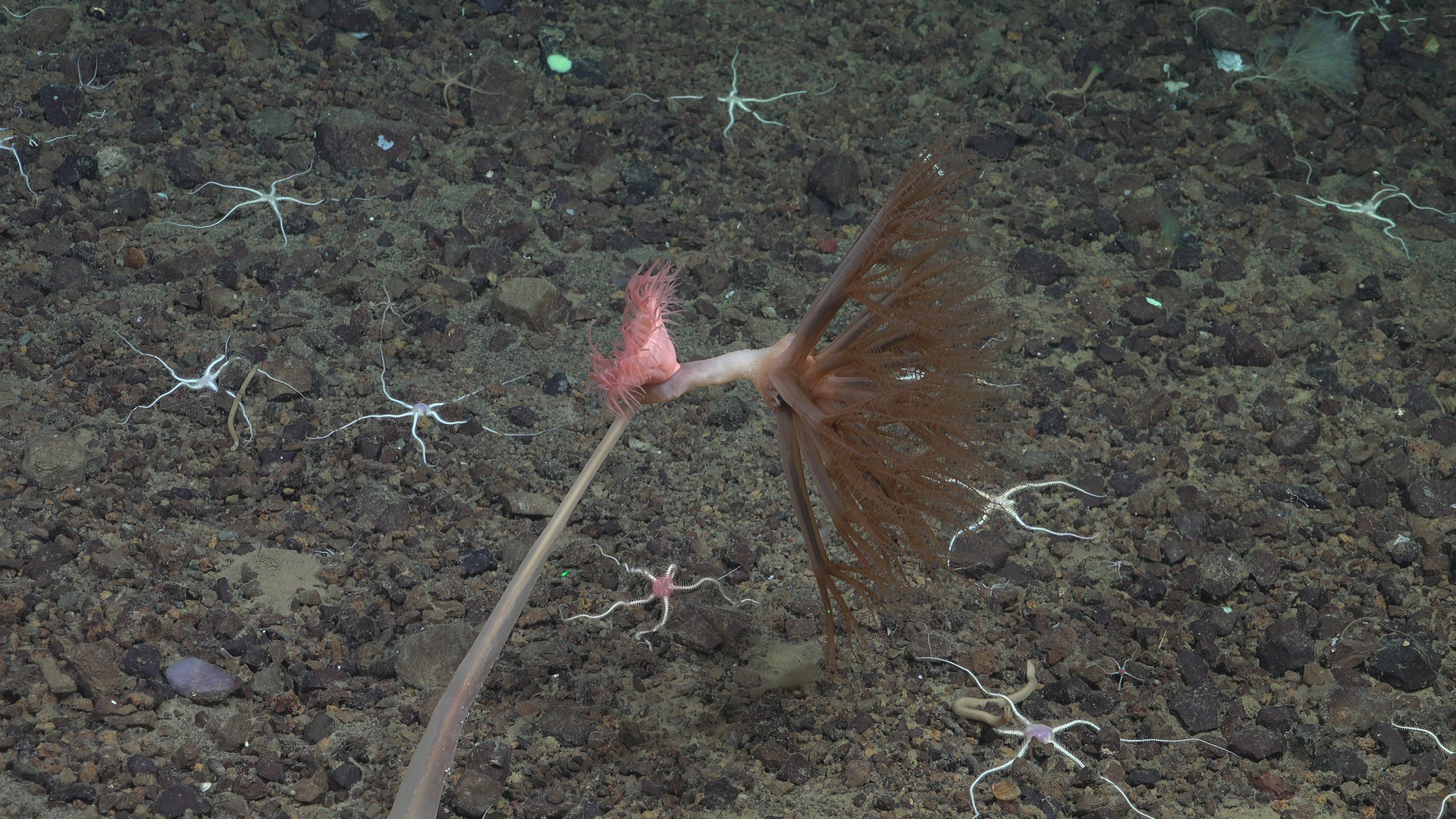 Umbellula with anemone attached
