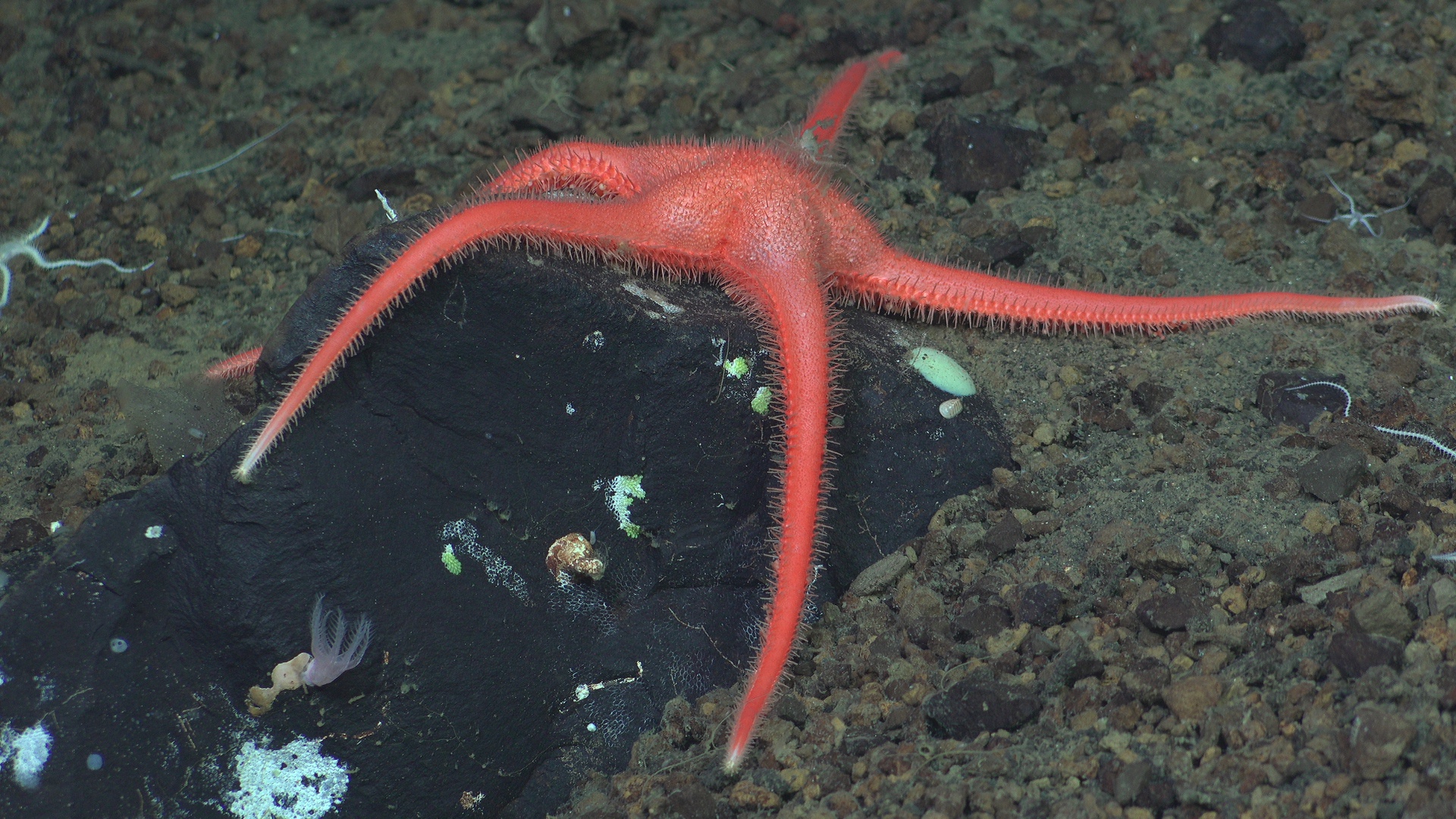 Sea star sit on a rock